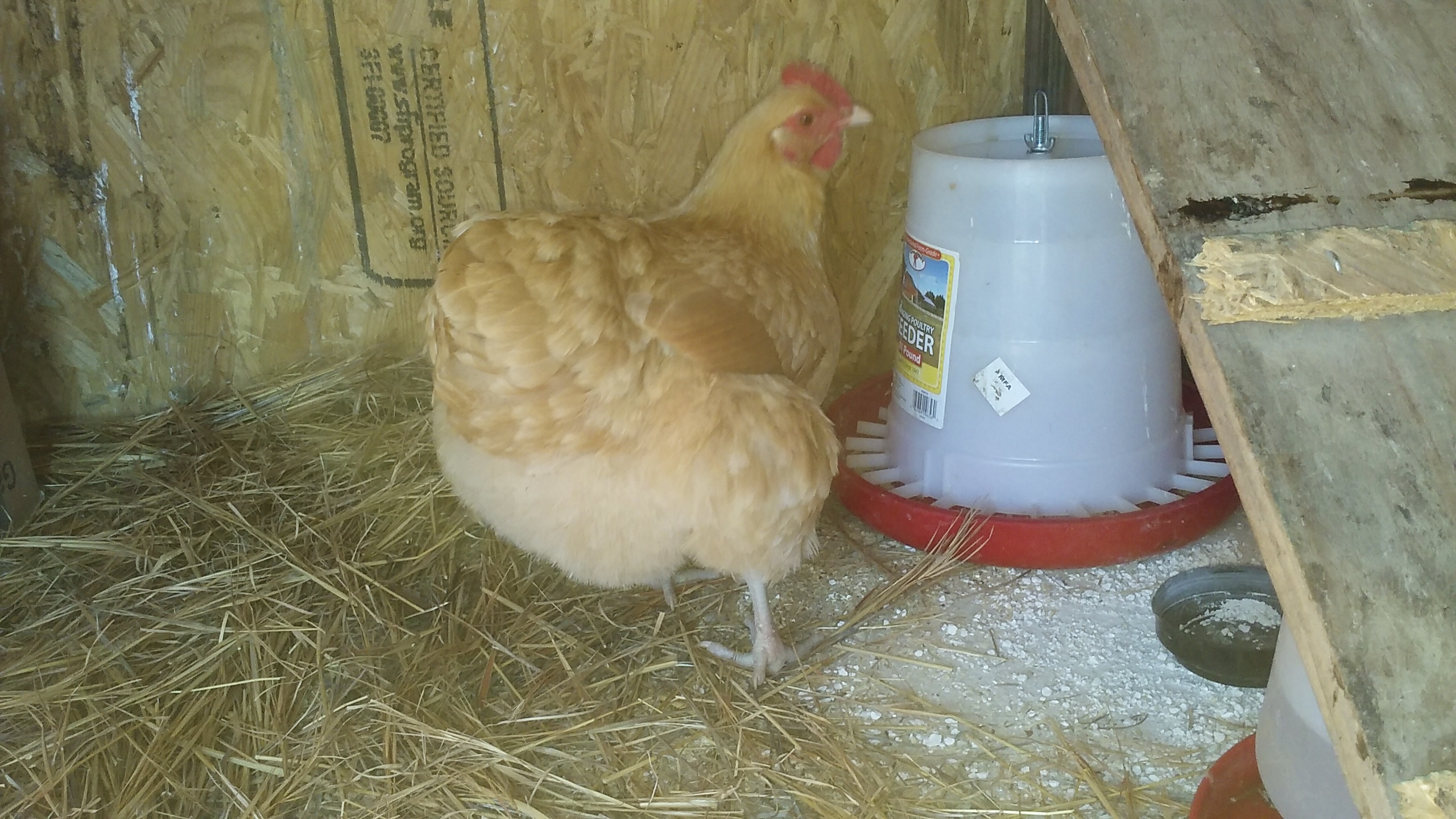 Another buff orp, Marisa, getting a snack in the coop
