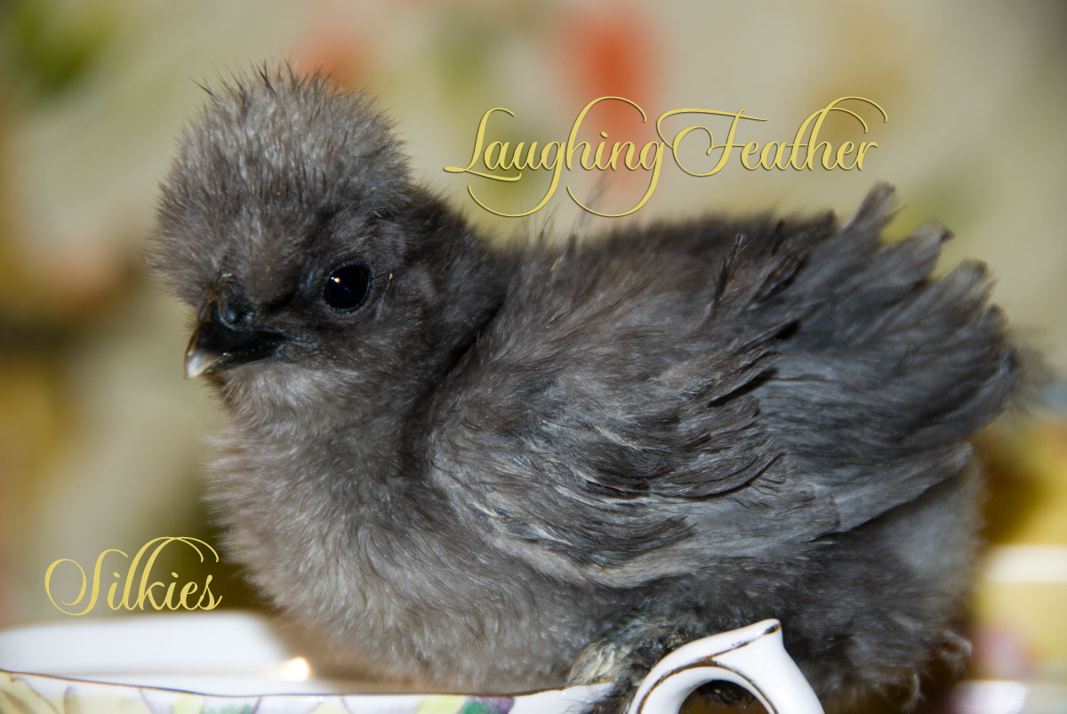 another chick 2 wks old from californiacountryranch