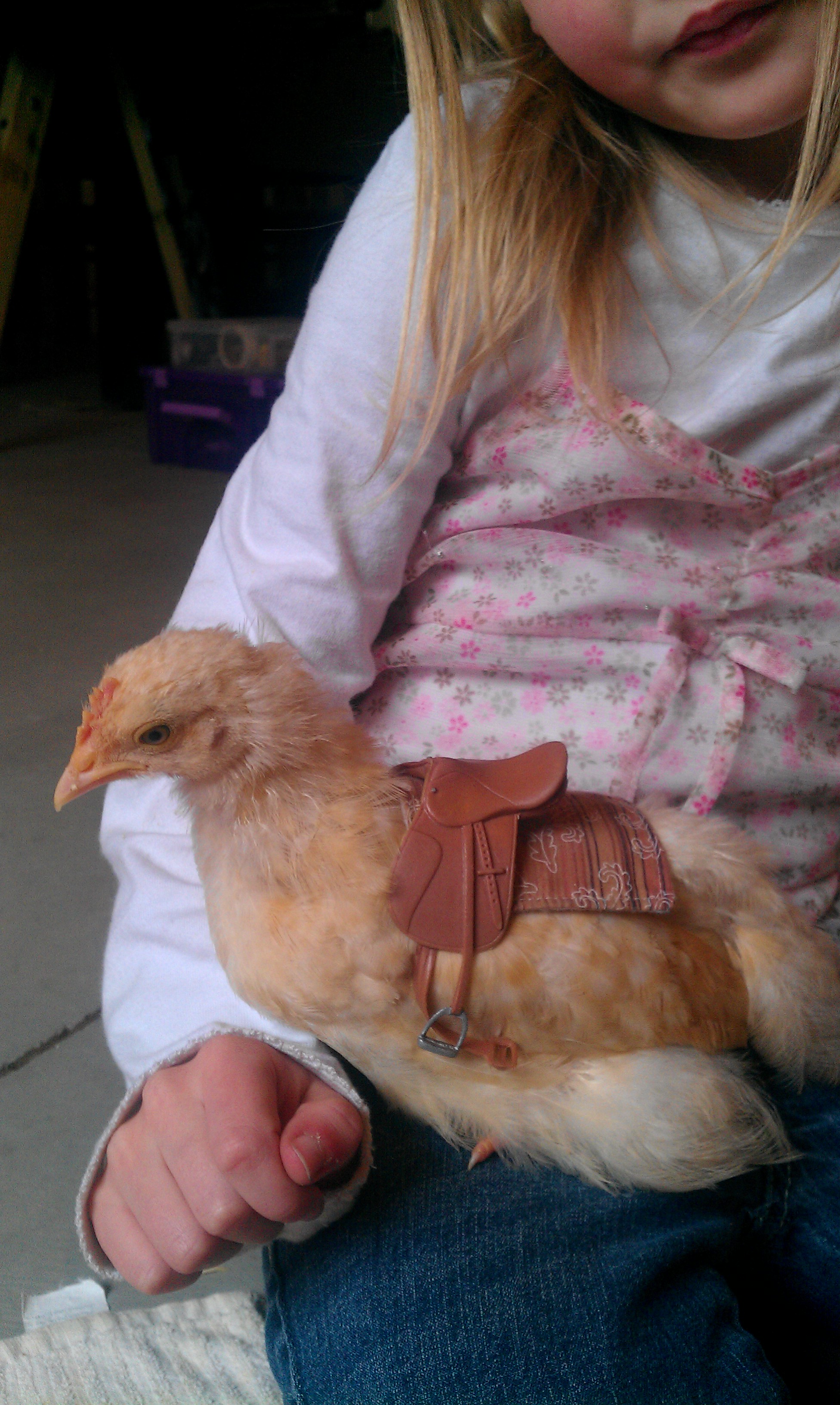 Another chicken saddle