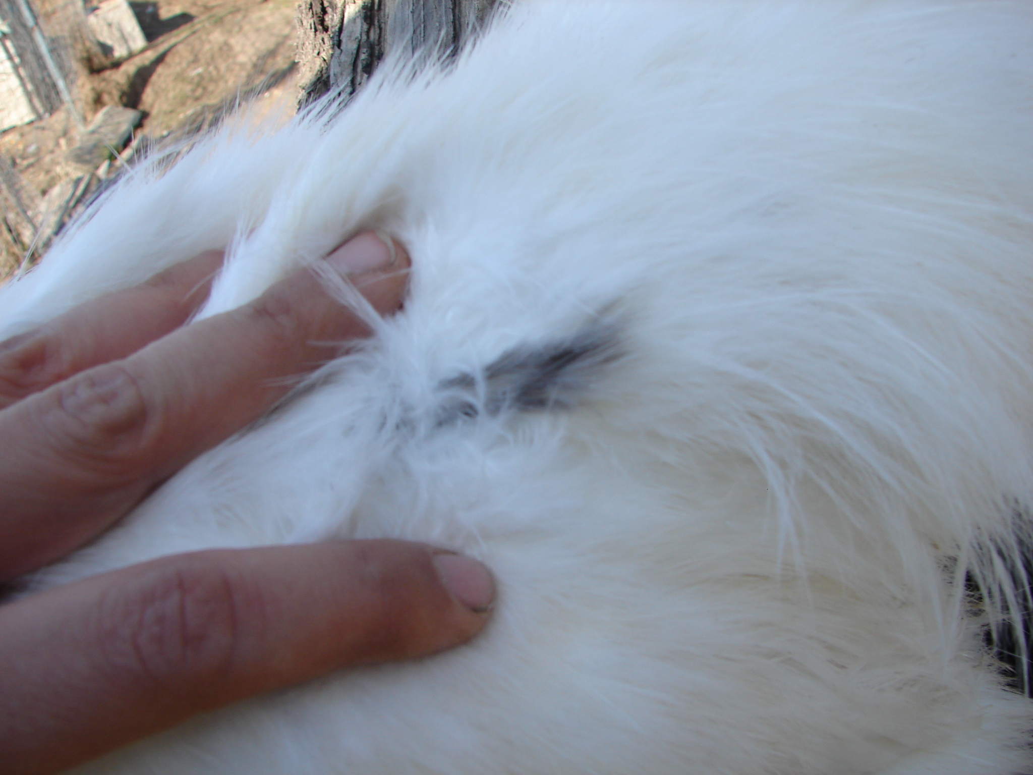 another dark blue feather