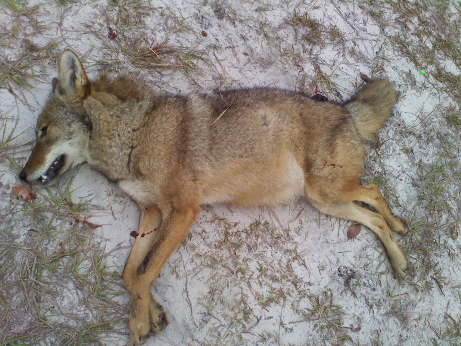 another dead invasive predators, coyote's have become more prevelant around here.