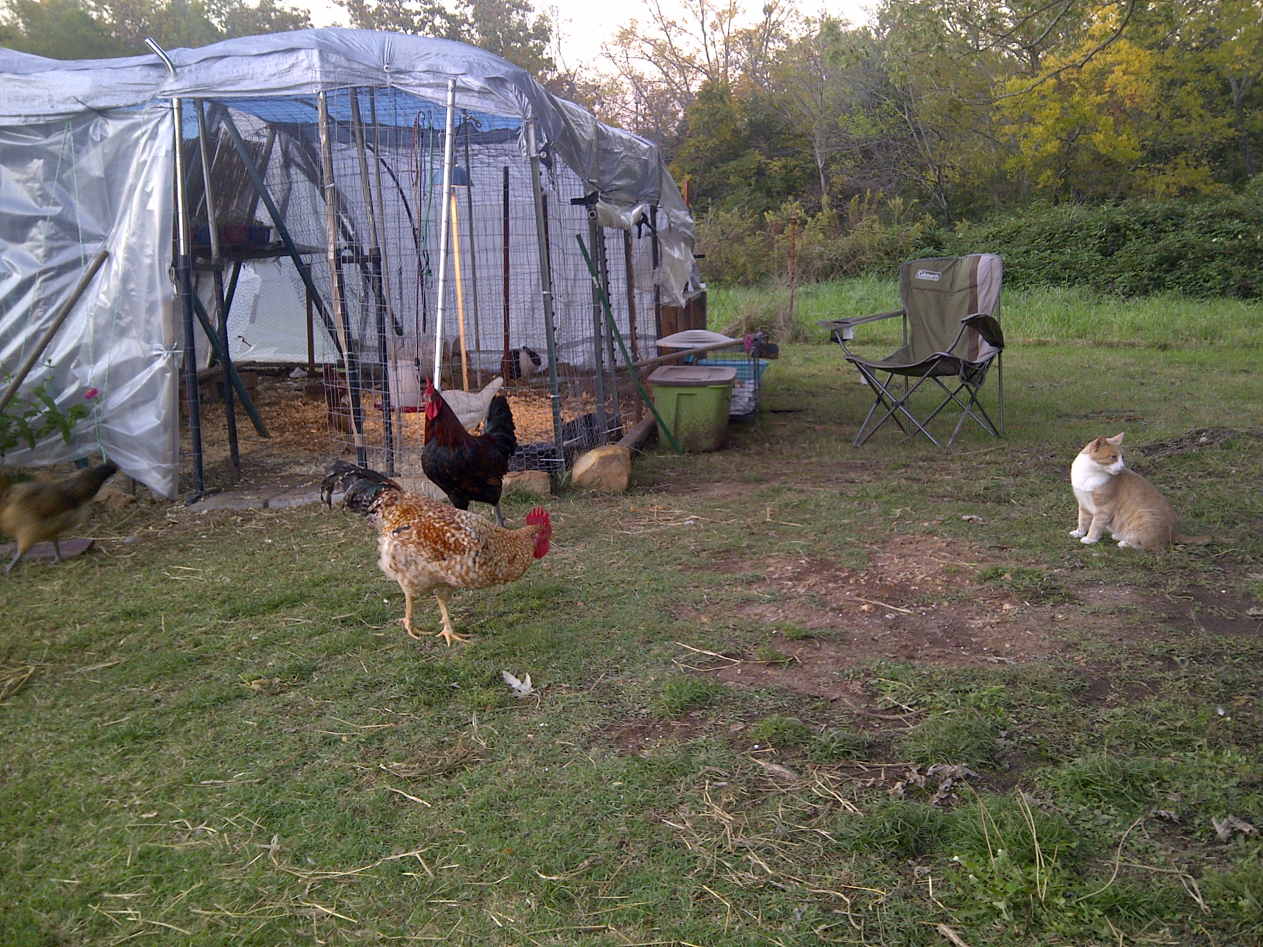 Another first time they all were let out together. Socks seems not to sure of what to think?