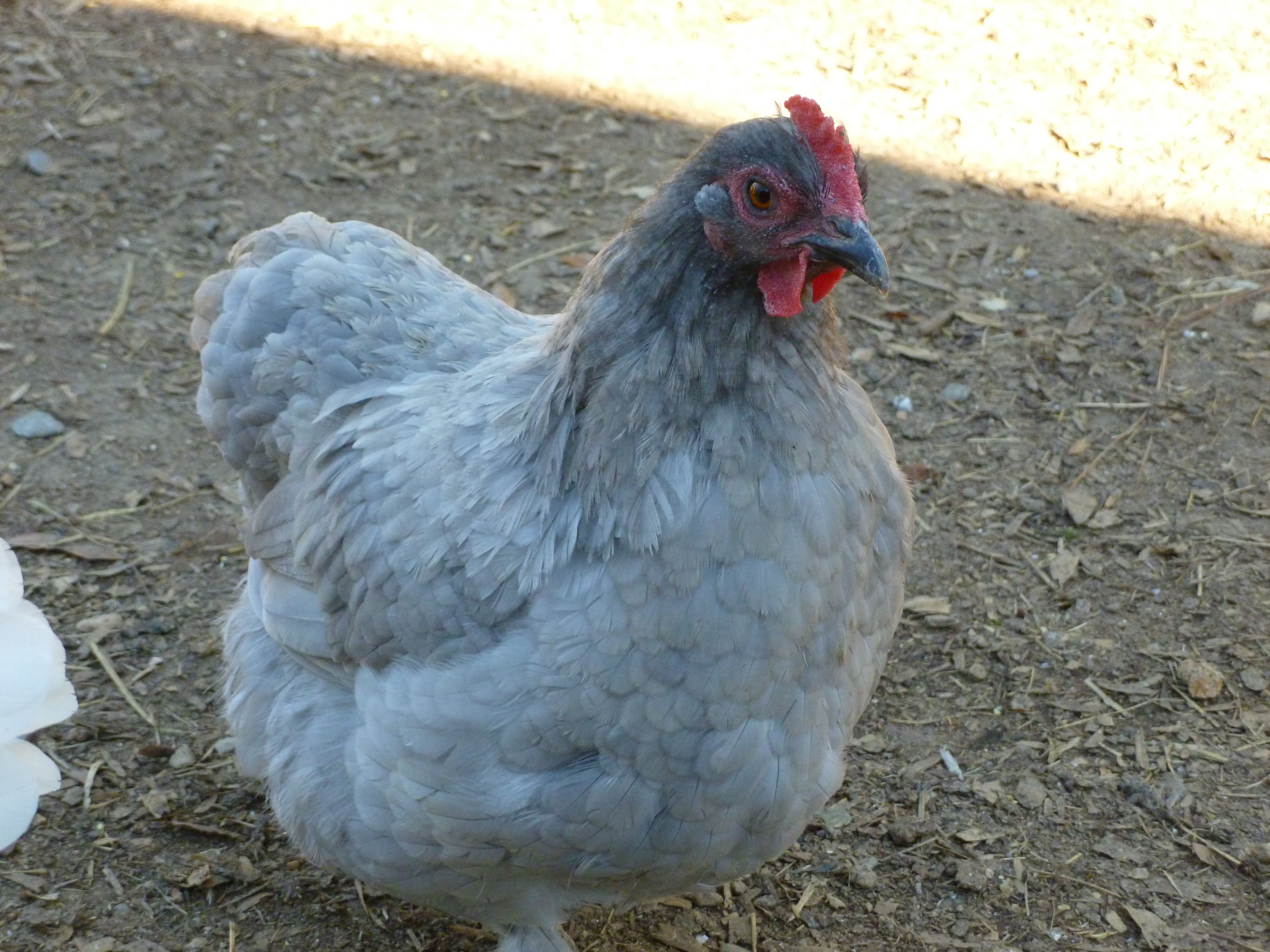 Another lavender cochin bantam hen