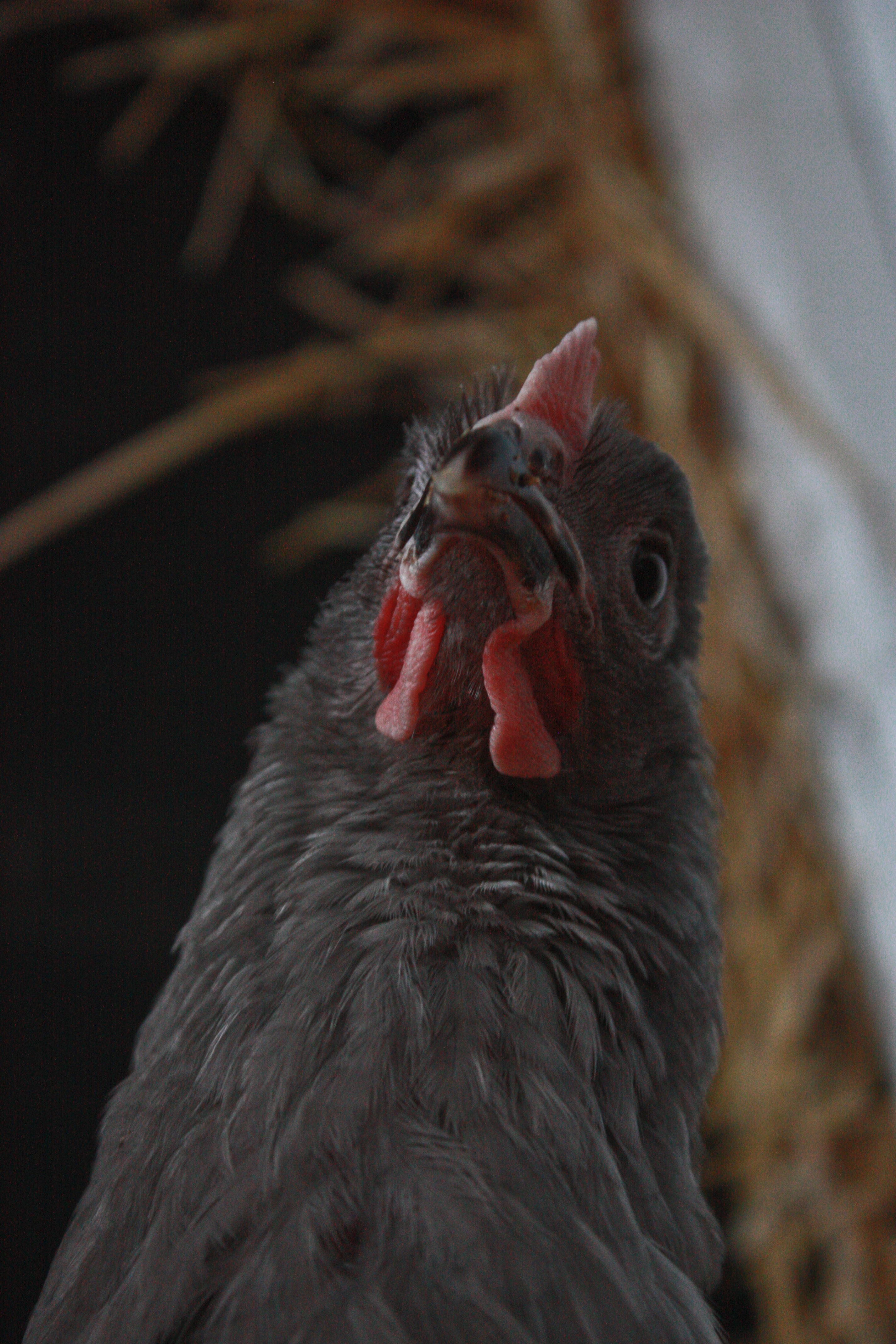 Another lavender orpington i helped hatch and raise