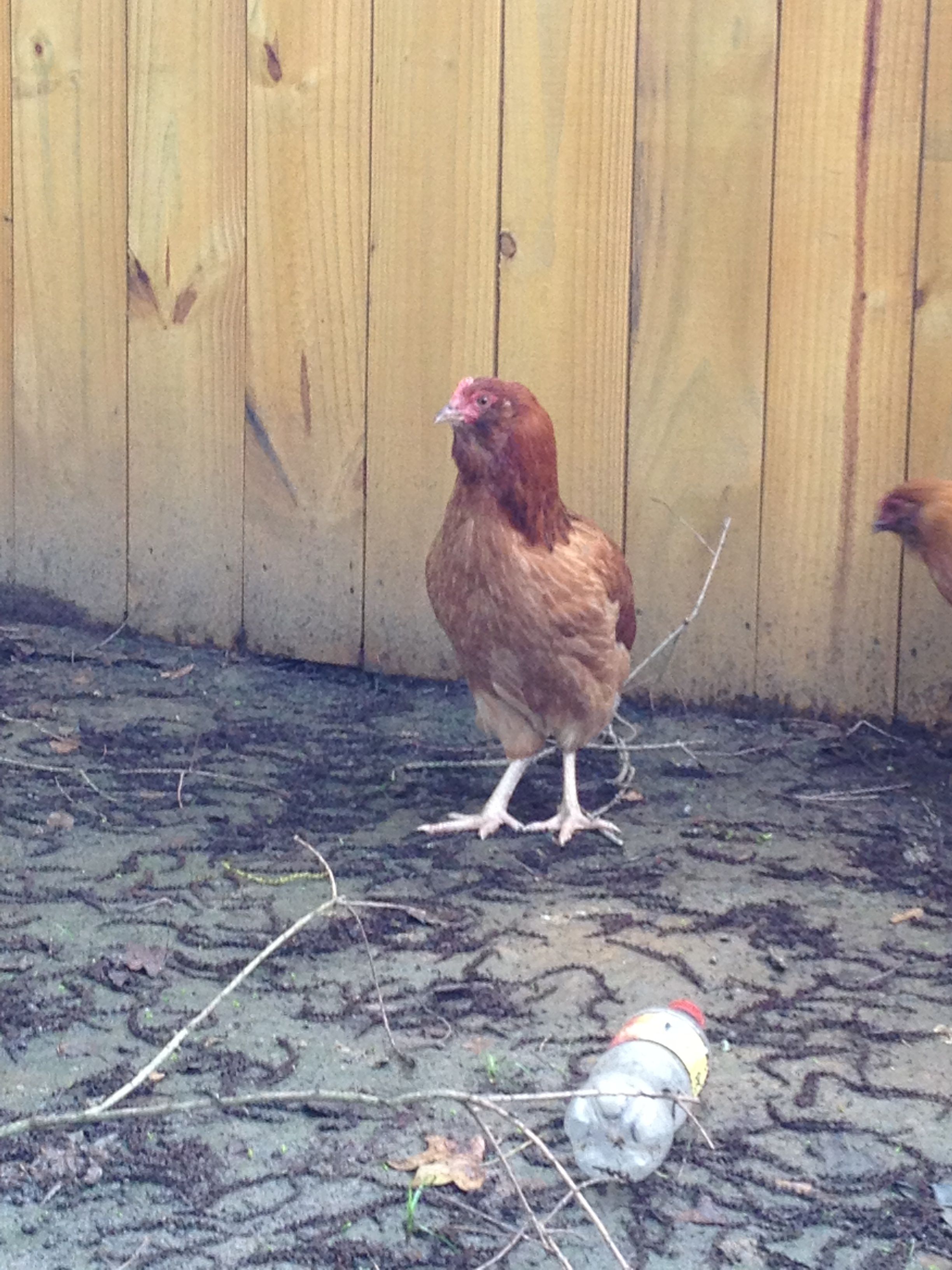 Another new girl that I'm thinking is an EE.