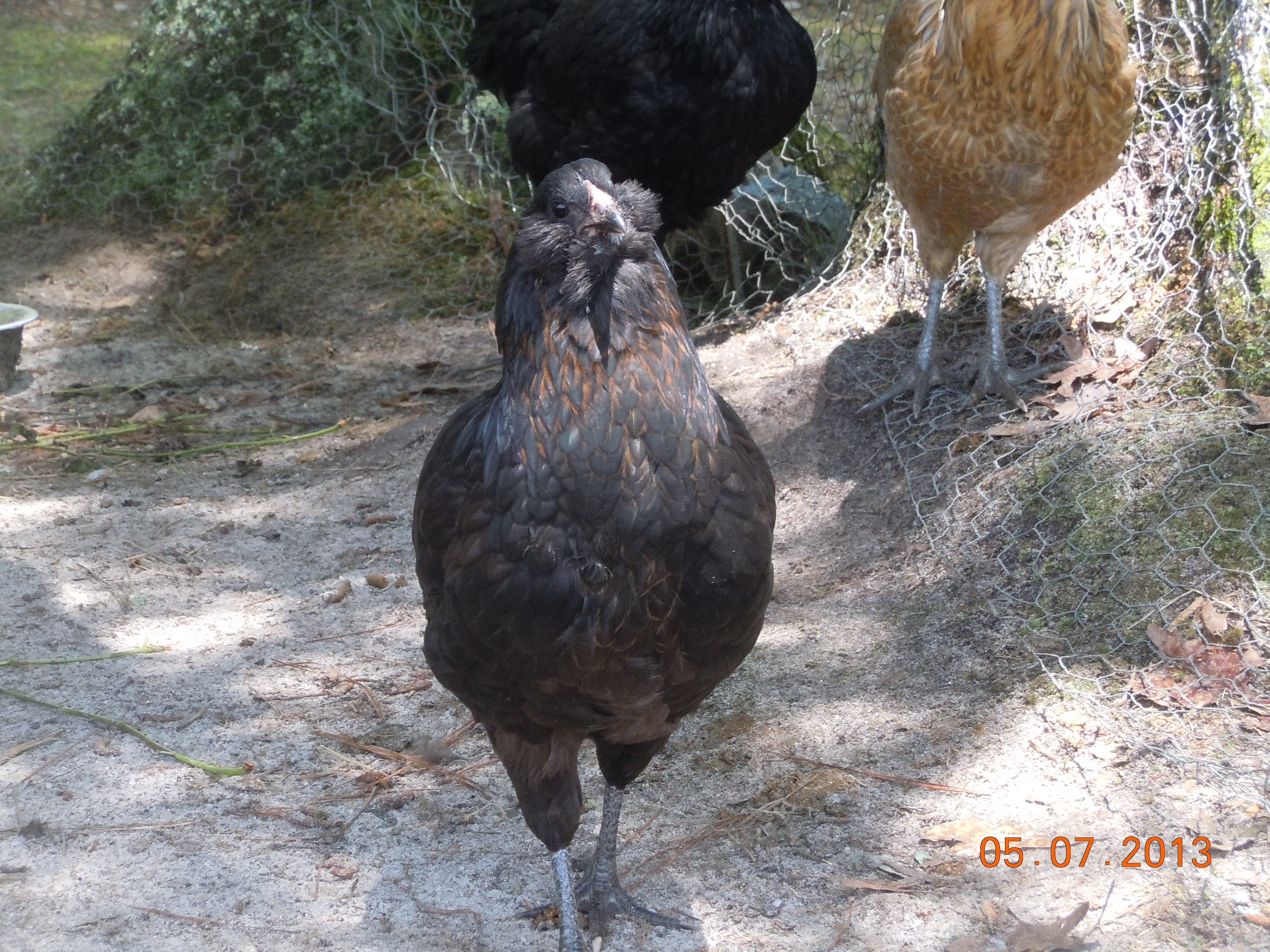 Another of Coco, my Black Copper Marans/ Ameracauna mix