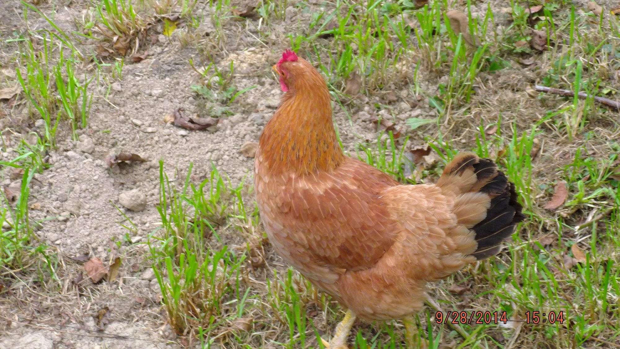 Another of Dolly.  She's my favorite. In spite of the fact she won't speak to me anymore.