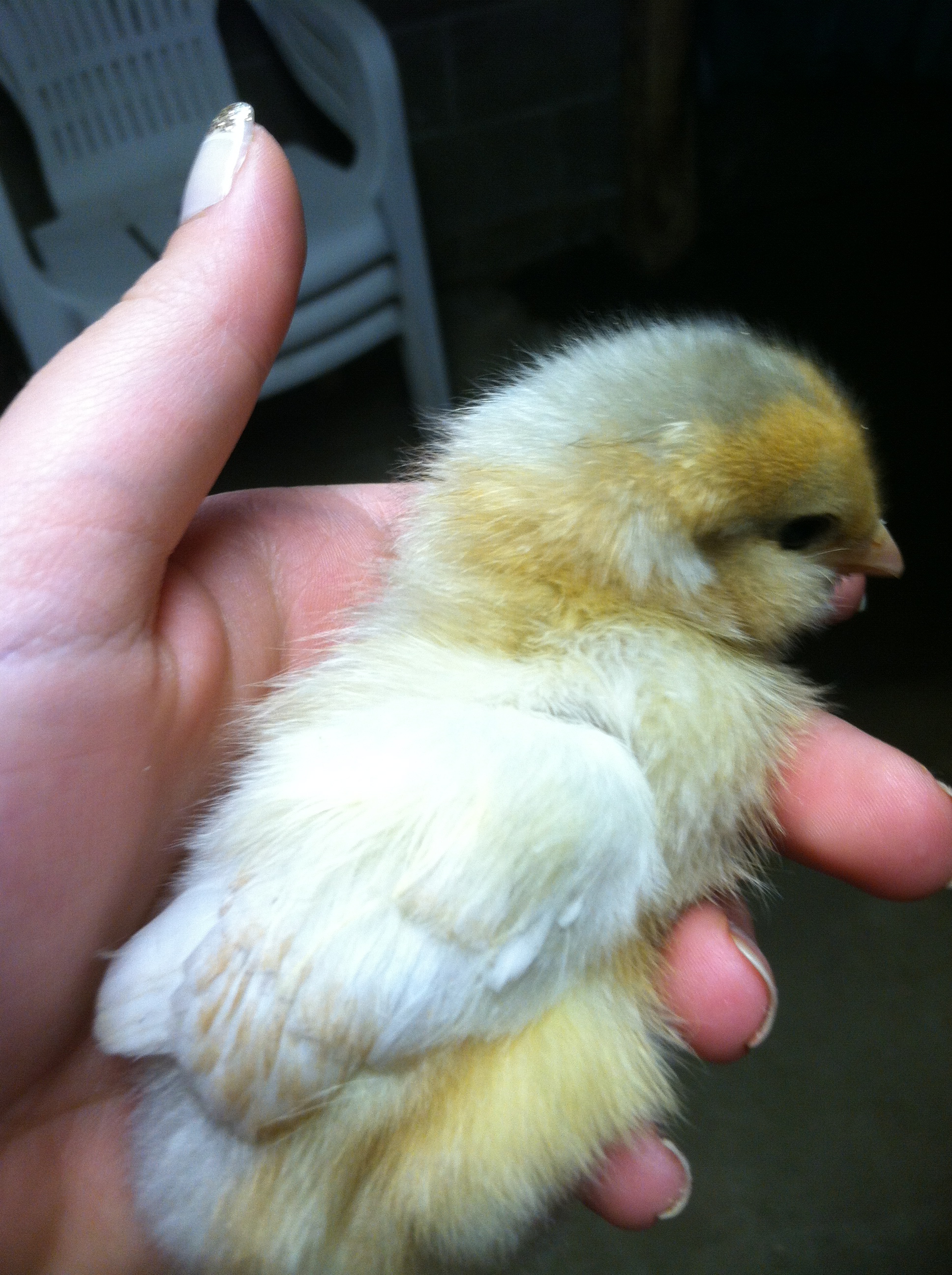 Another of my Ameraucanas/EE's , Lillian, so far my favorite chick(: