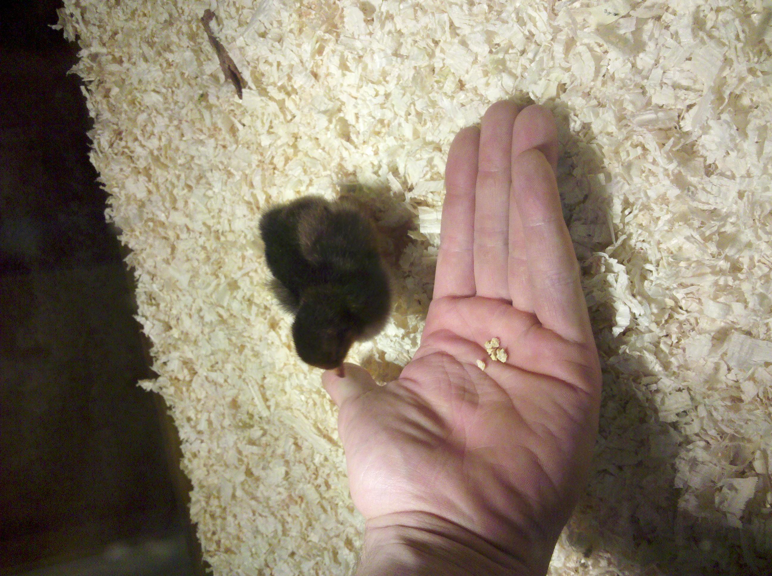 Another of my BSLs thinking about eating from my hand but hesitant. This one has more yellow with a hint of red legs as apposed to the other two (black legs). Not sure what that means. Also this one is more red over all than the other two.