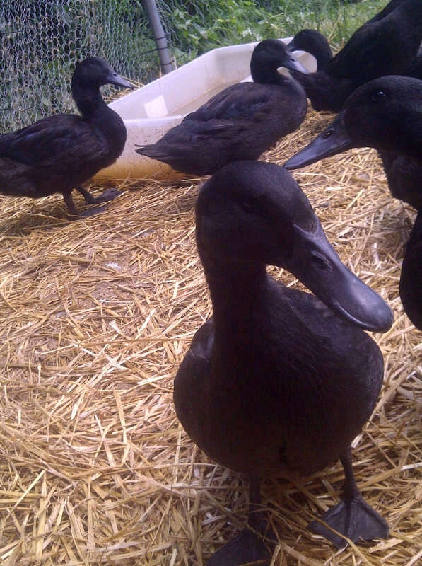 another of my ducklings available