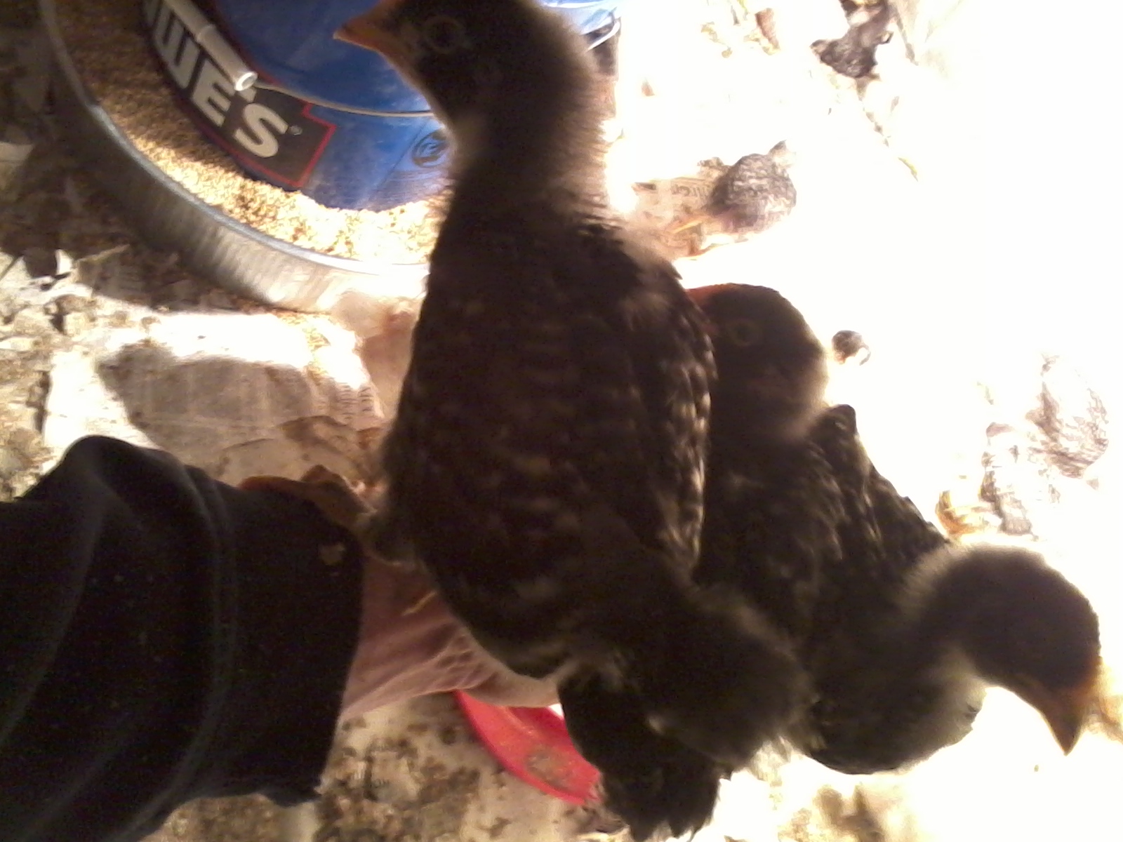 Another of my girls wanting to be close.