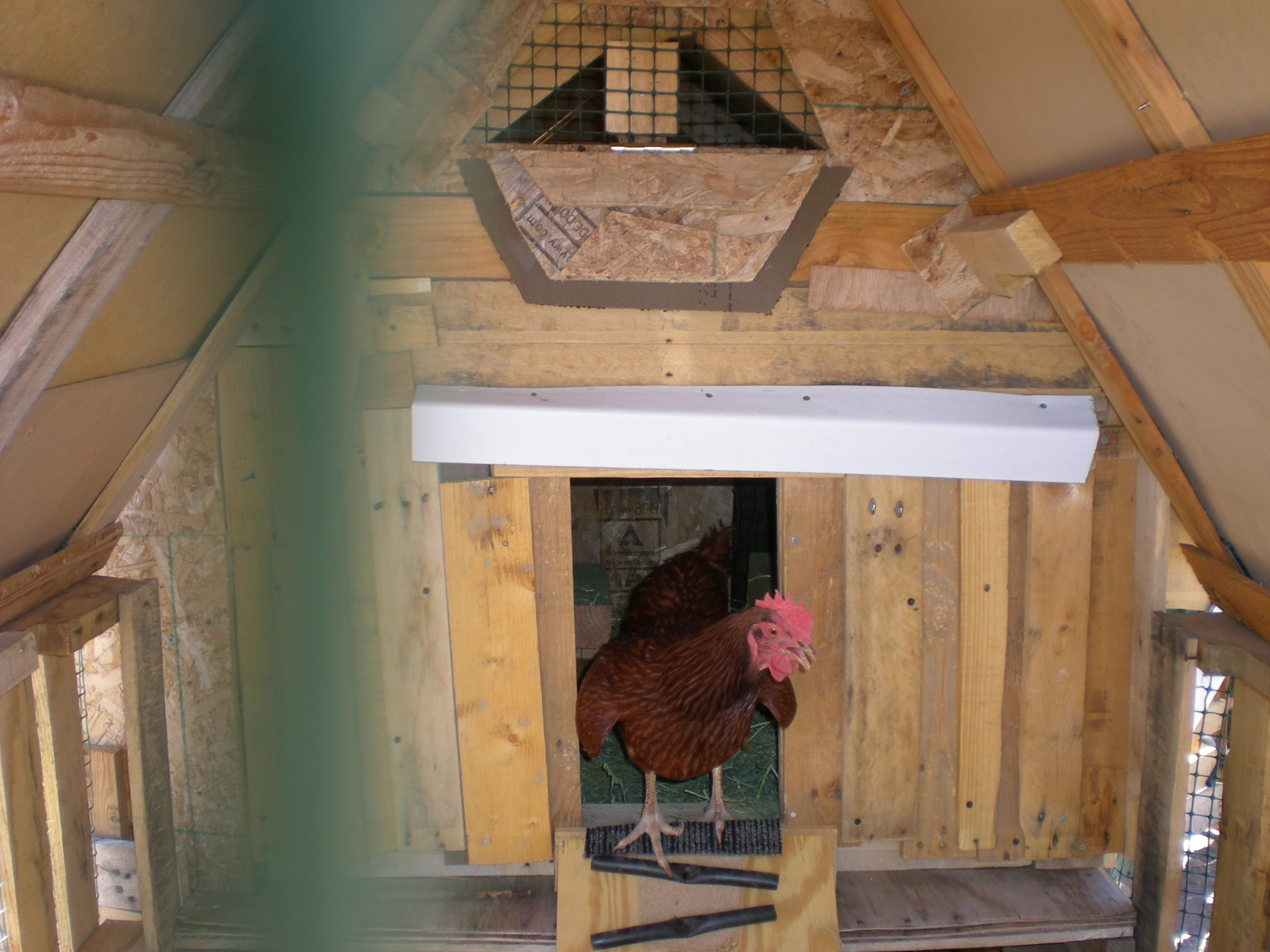 Another of our RIR's coming out of the new coop.  Love the new vents that can be closed.  We have a cover over the run area for bad weather days and shade.  It was 104 the day we moved them over to the new coop.  There is a matching vent in the back for more ventilation.