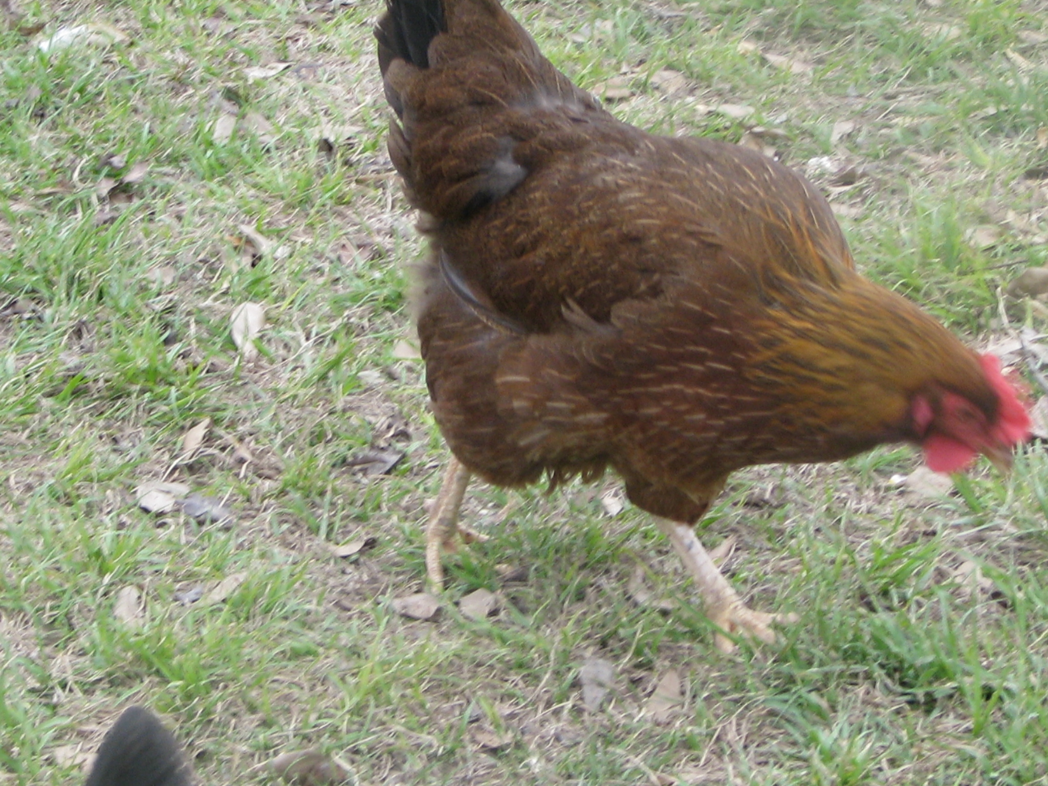 Another of the 6 month old pullets, she looks like she is going to be a nice one.