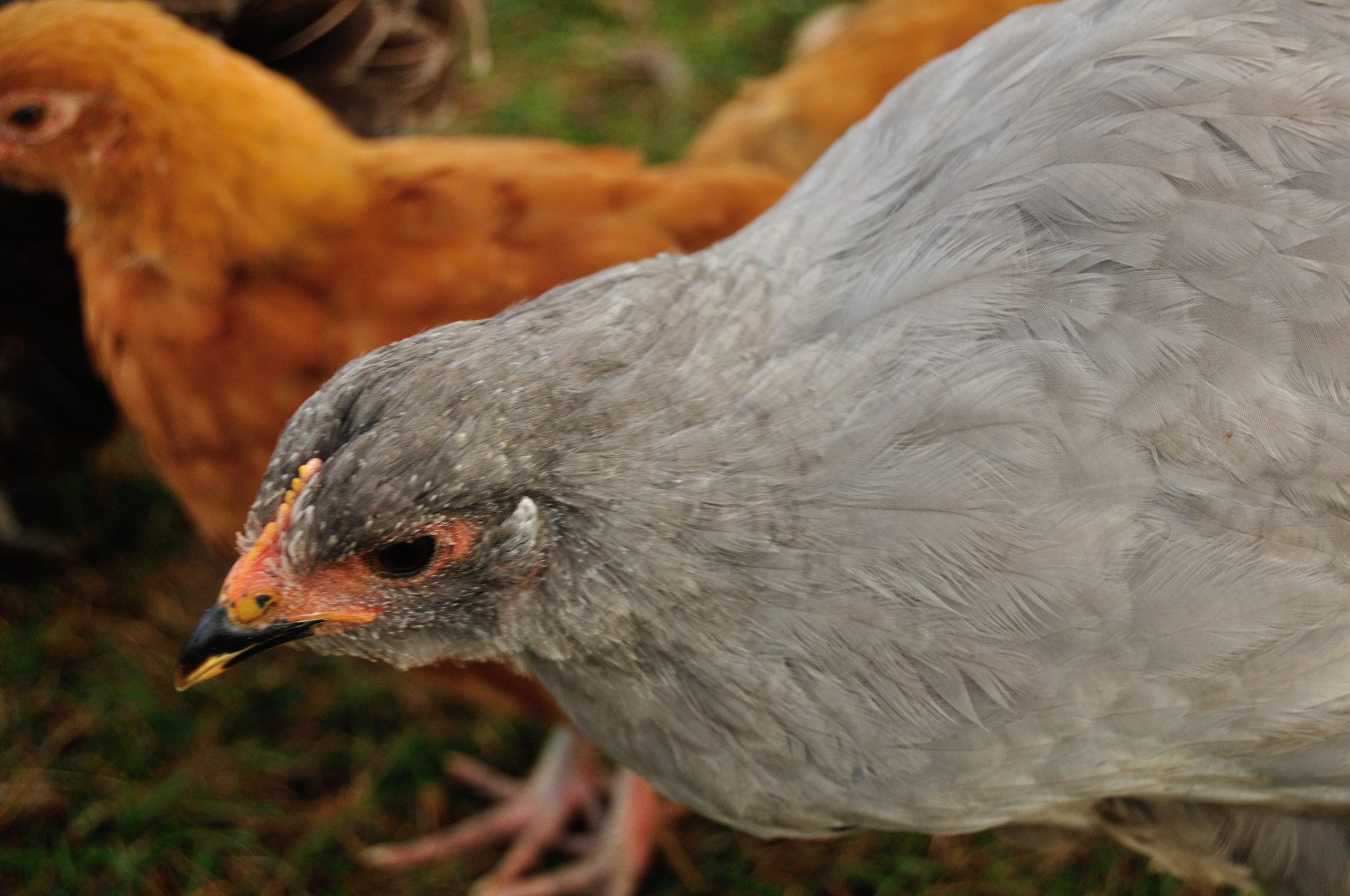 Another of the Lav Orp Pullet?