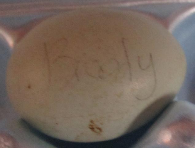 Another of the "wrong eggs" received from cc.