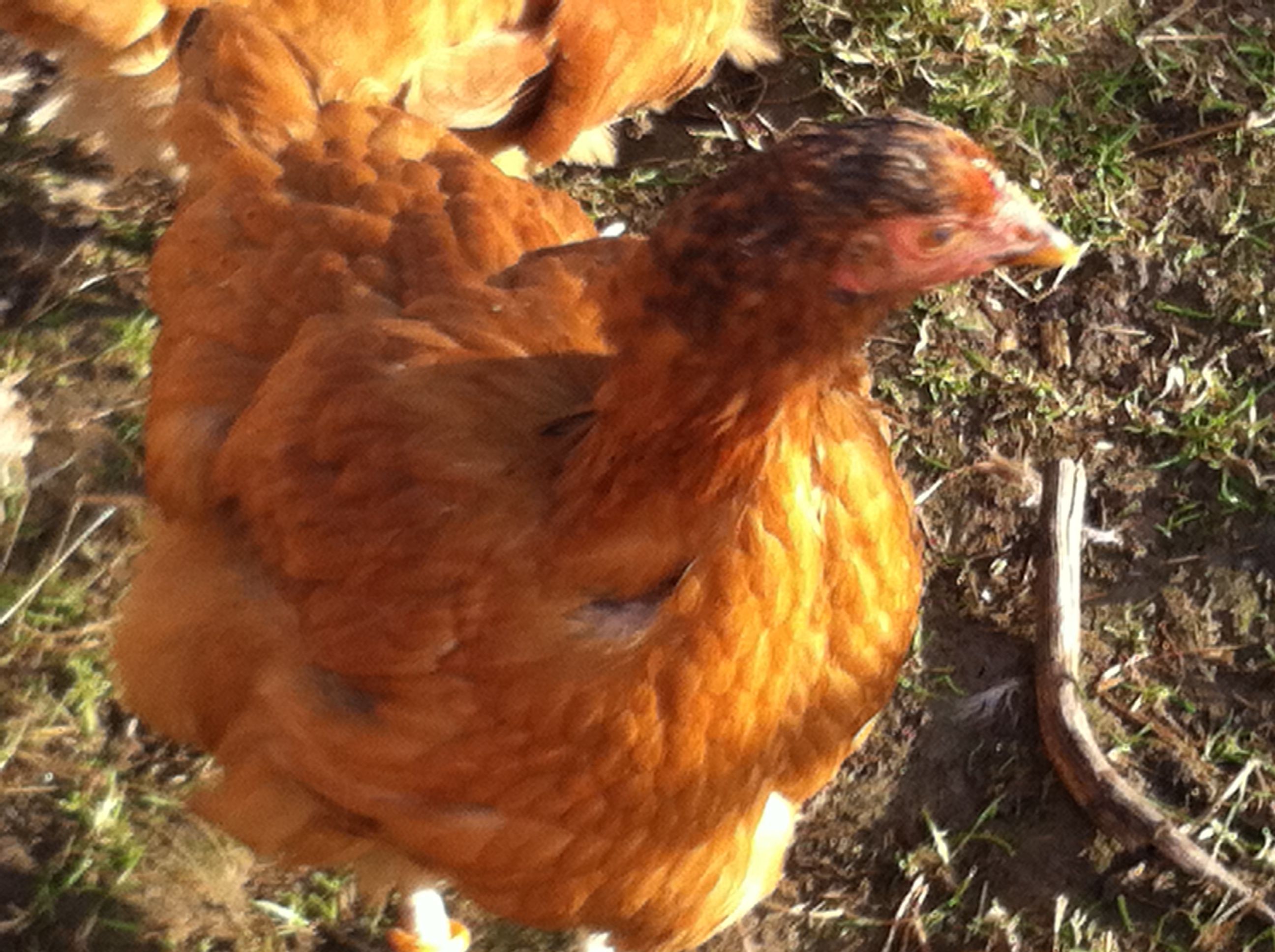 another one hatched from the incubator...