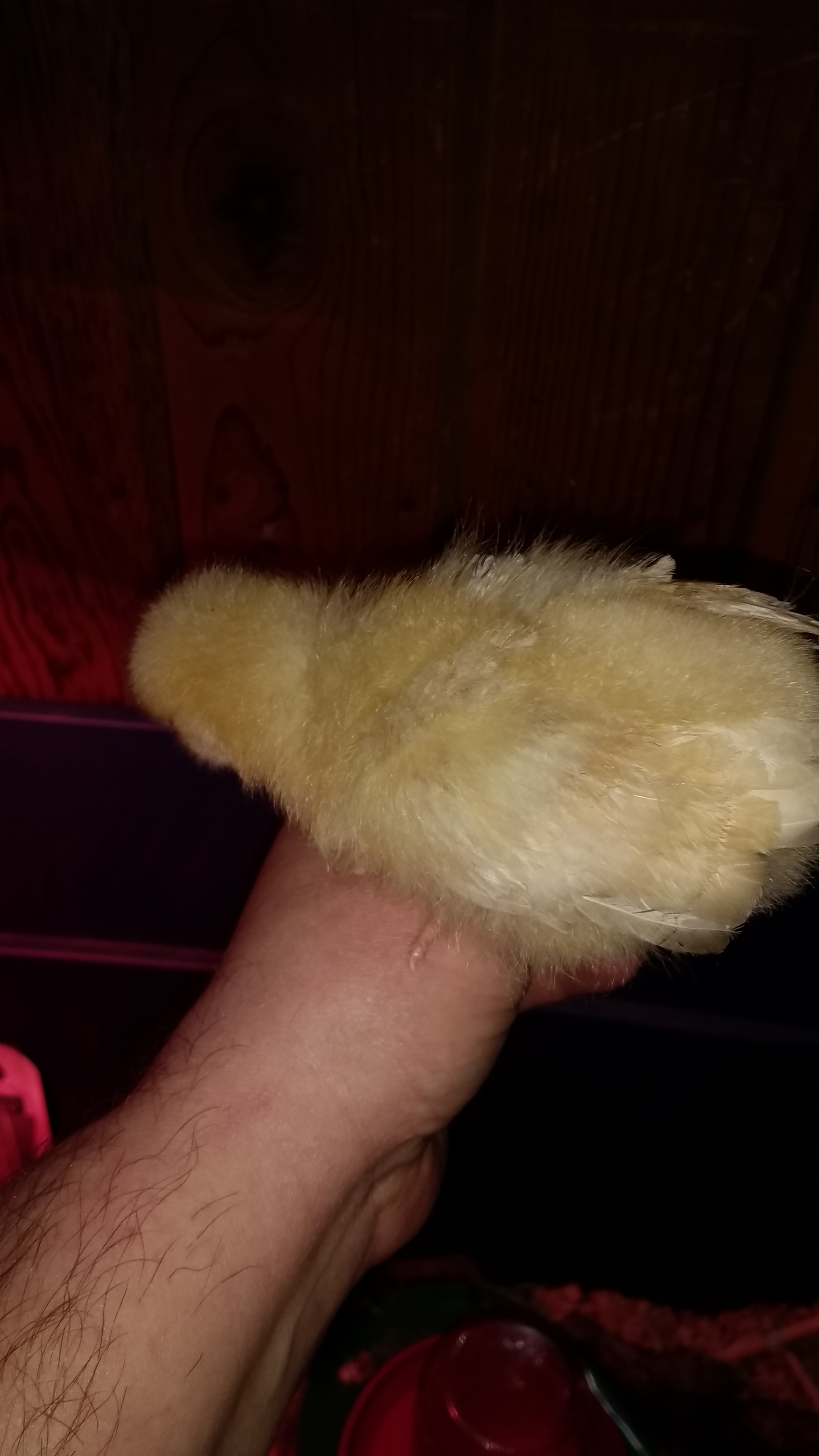 Another one of her. My niece wants to call her fluffy.