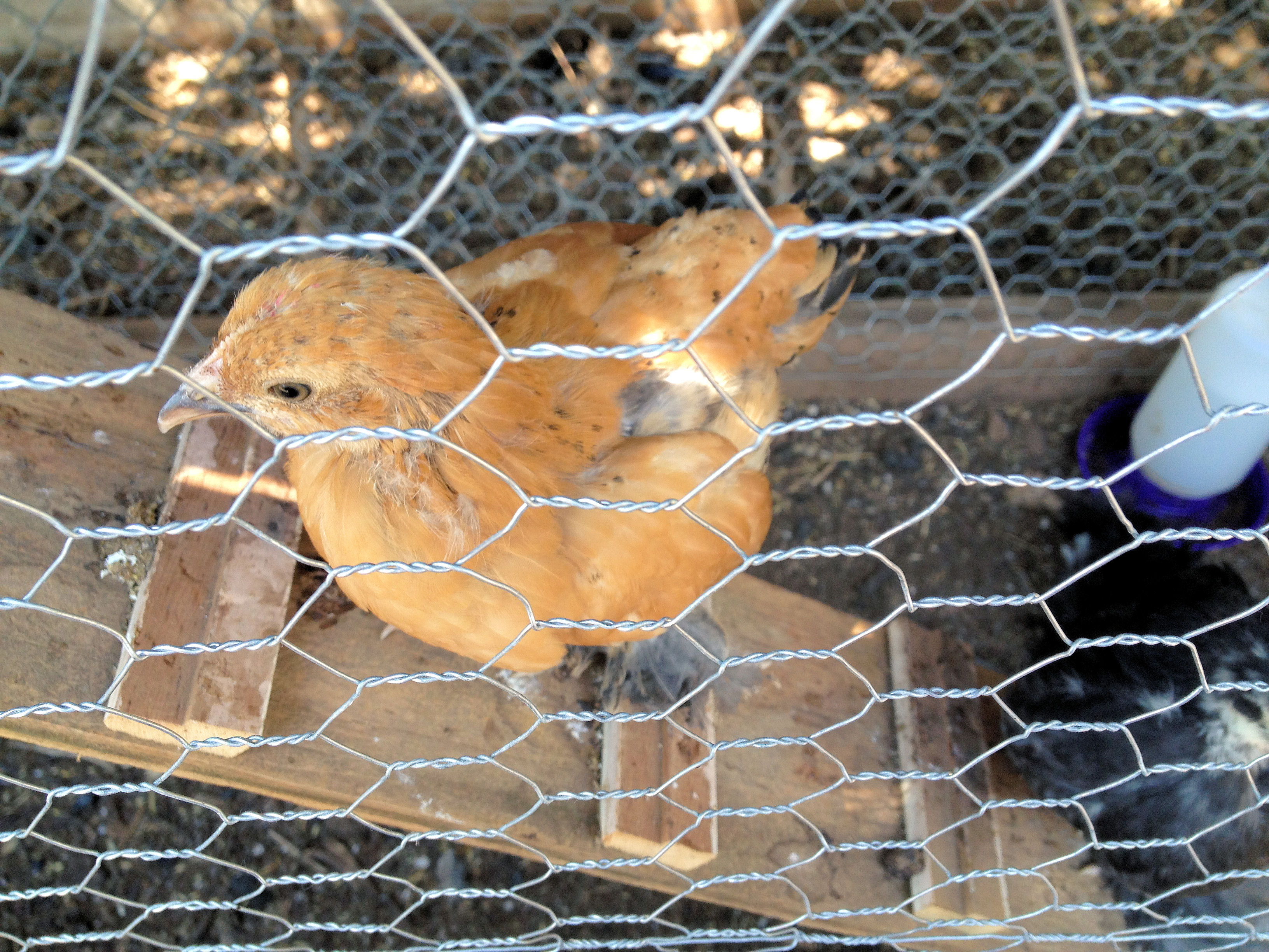 Another one of Lucy - Mille Fleur d'Uccle Bantam