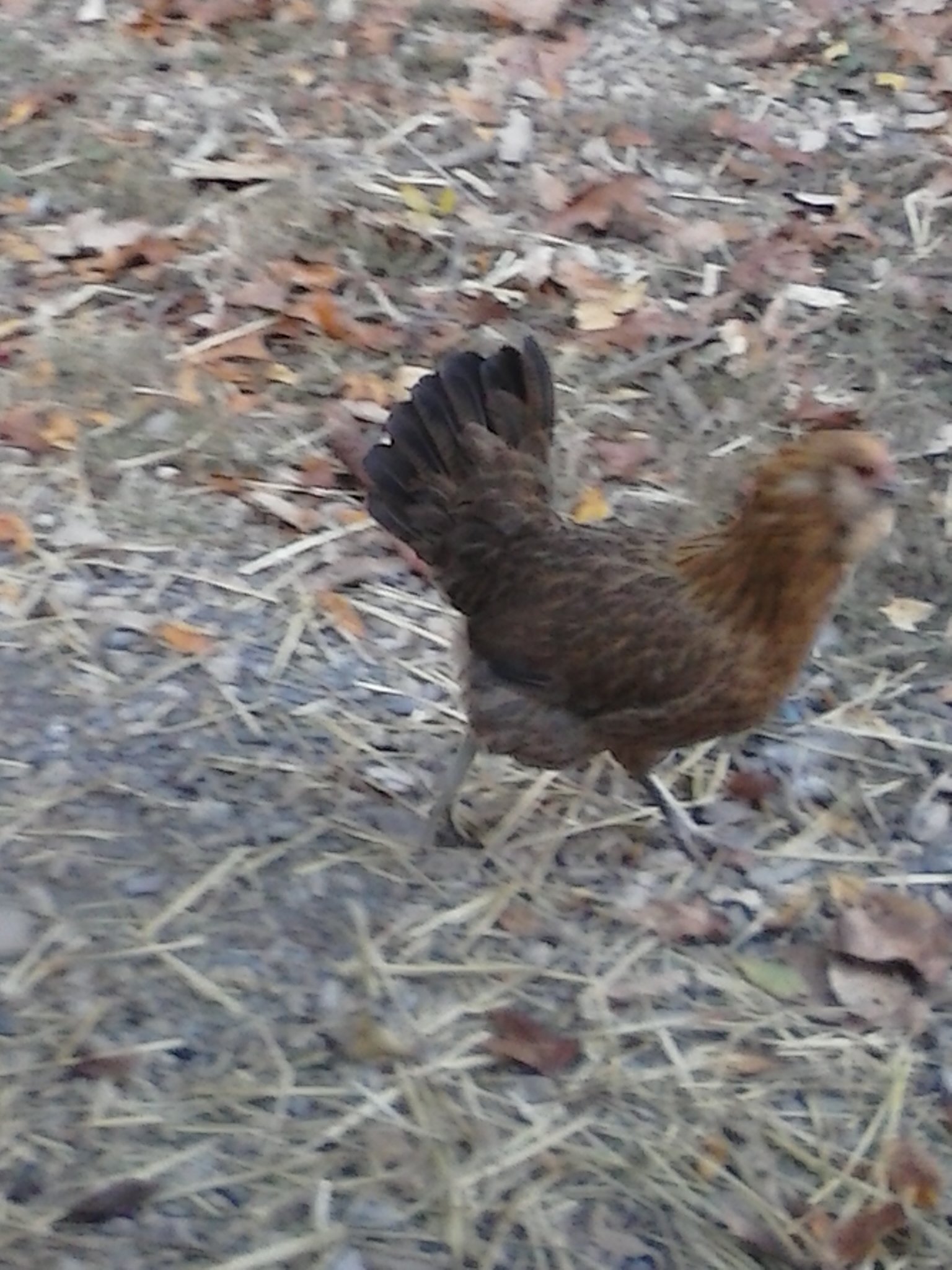 Another one of my older Easter Eggers