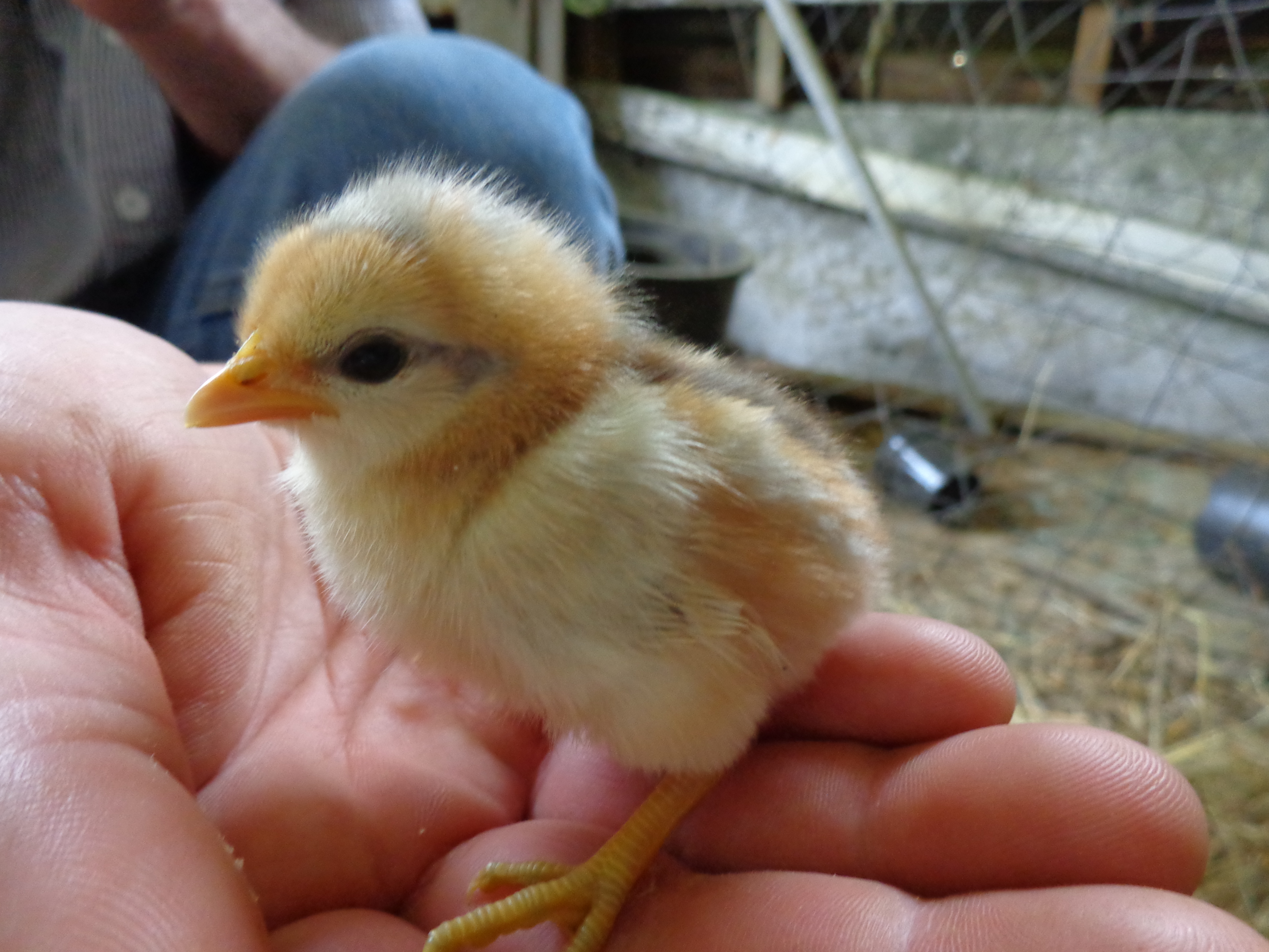 Another one of those surprise chicks. The only white one in the bunch :)