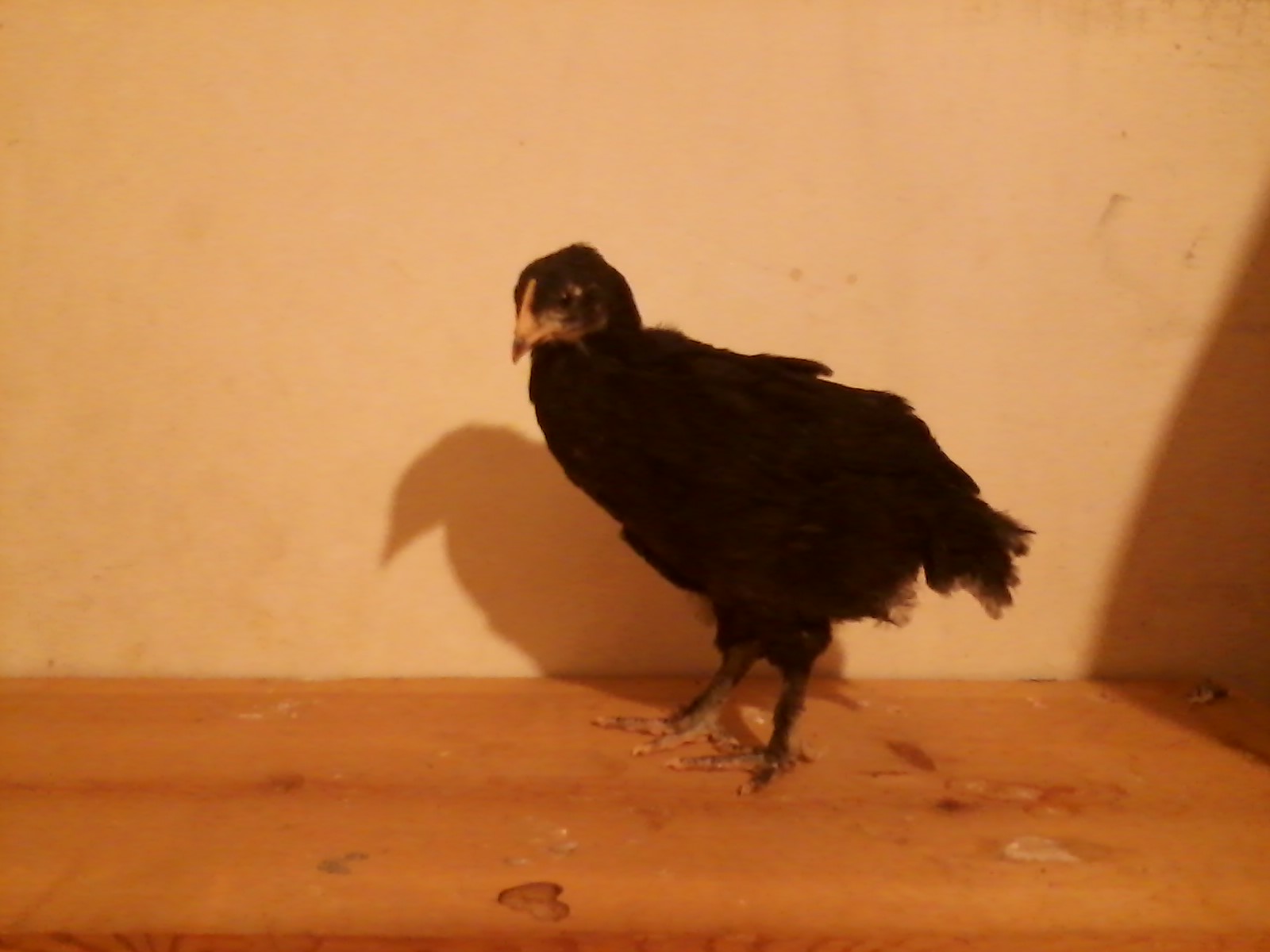 Another one of your 5 week old BCM pullets.