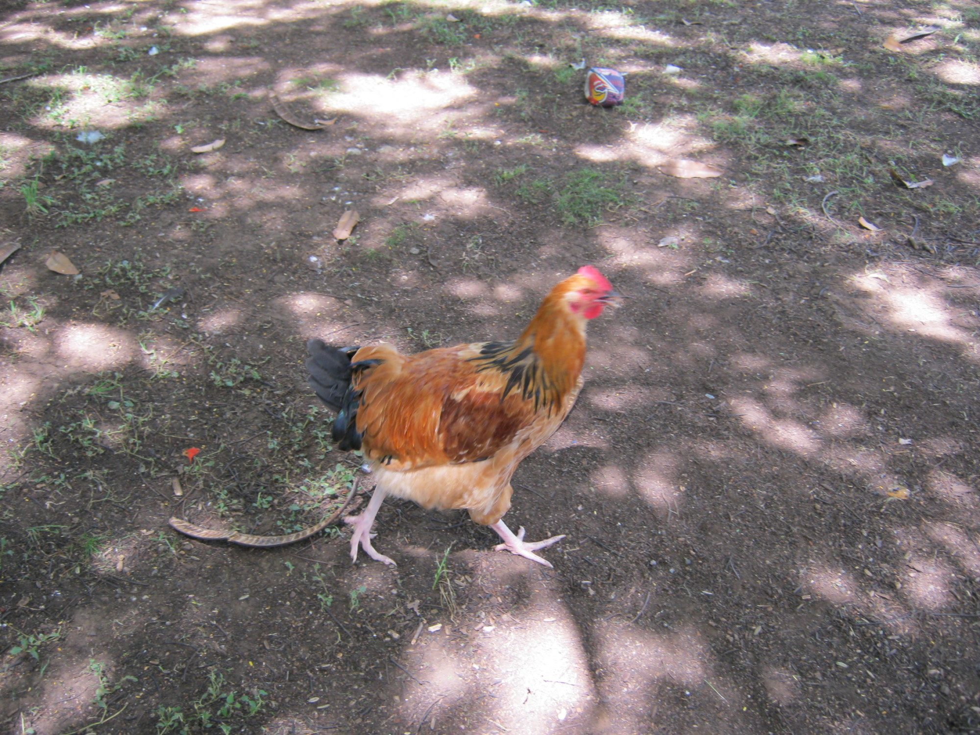 Another original baby, four chicks from 6 eggs.  Turned out to be 3 roosters and one hen.