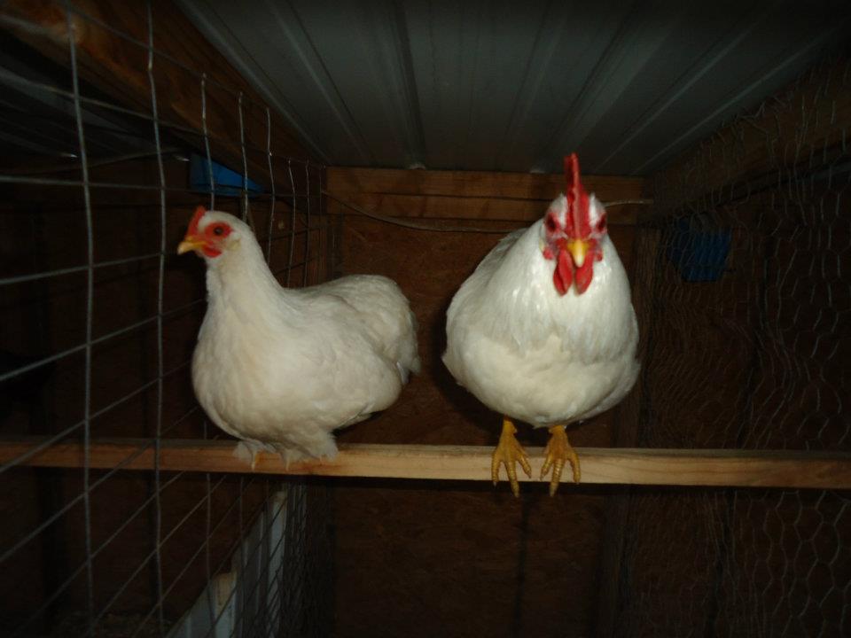 Another pair of leghorns