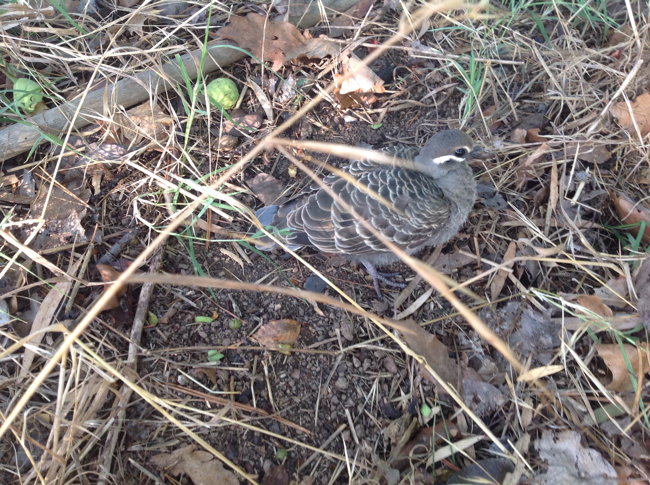 Another photo of a baby native Australian Bronze wing pigeon!