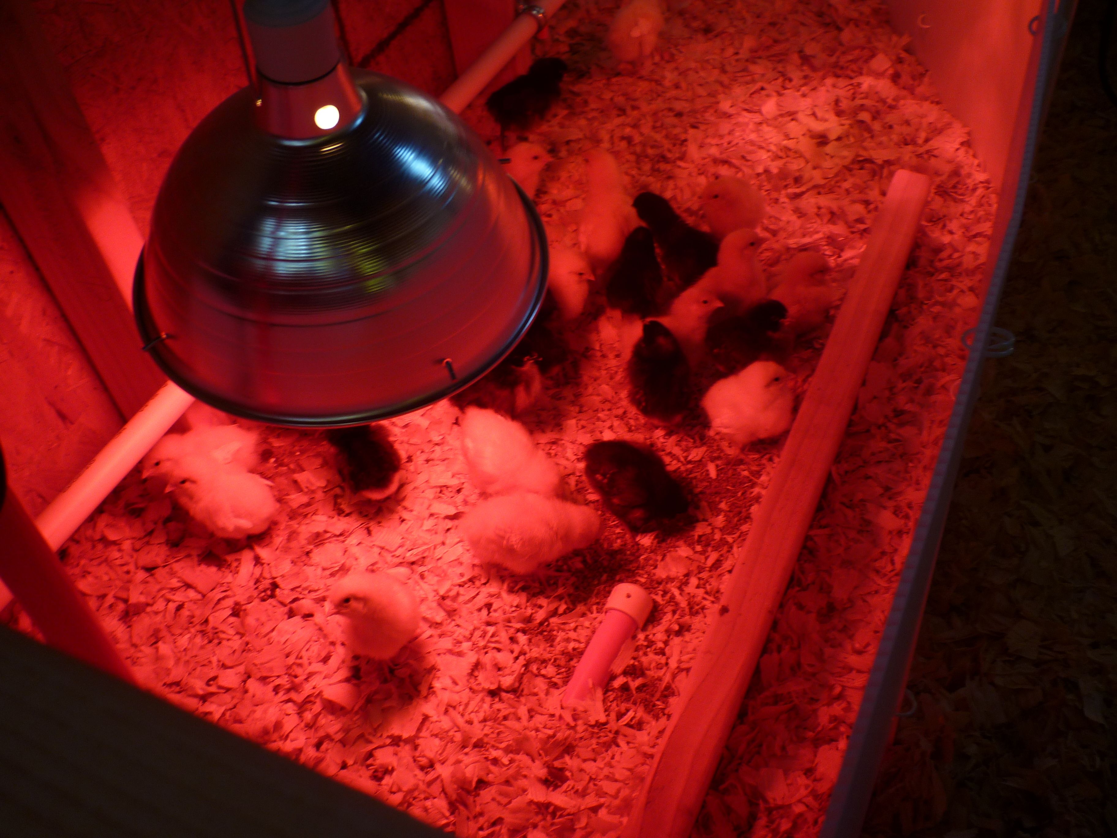 Another photo of the chicken brooder and chicks.