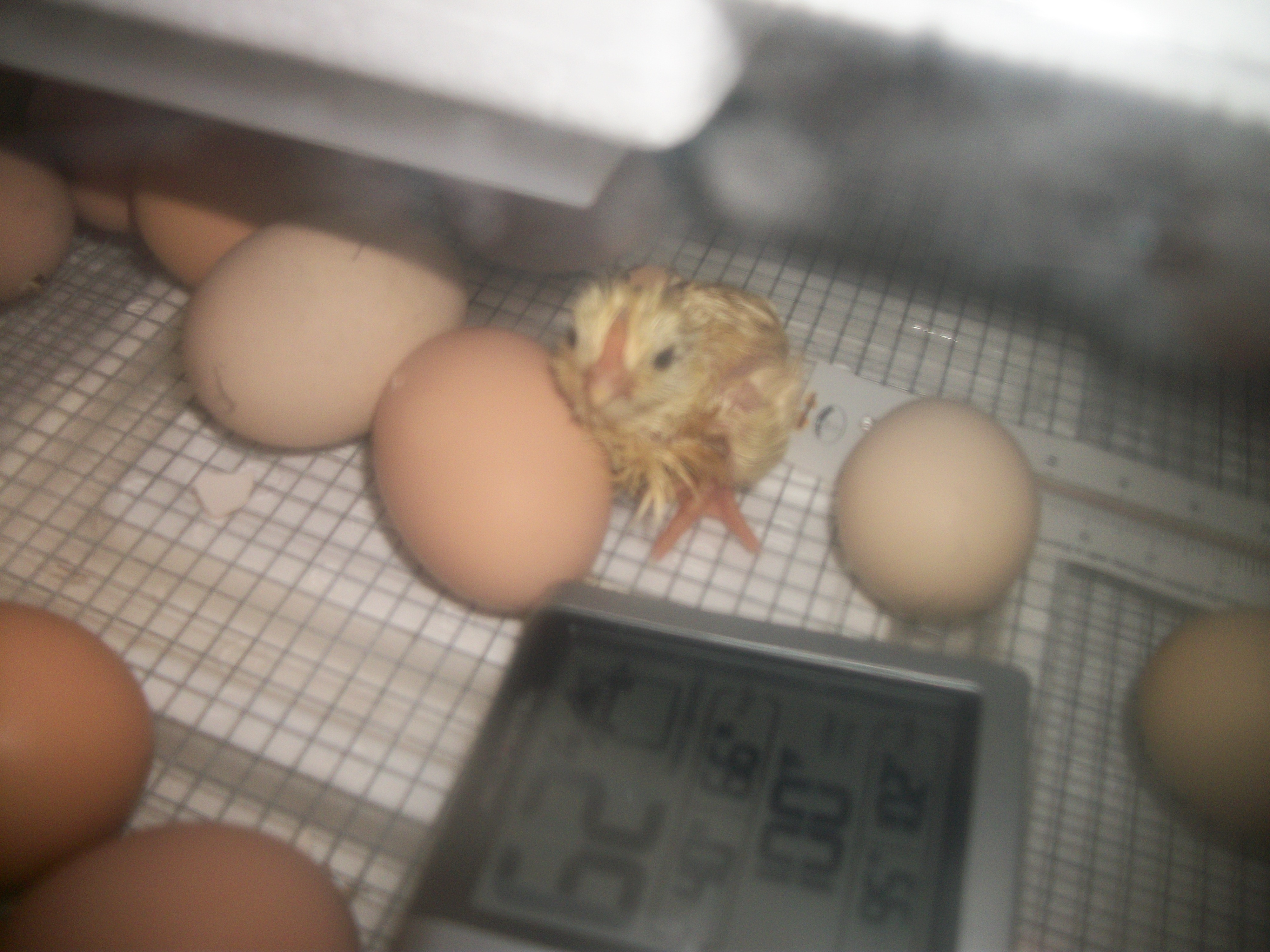another pic of the first to hatch