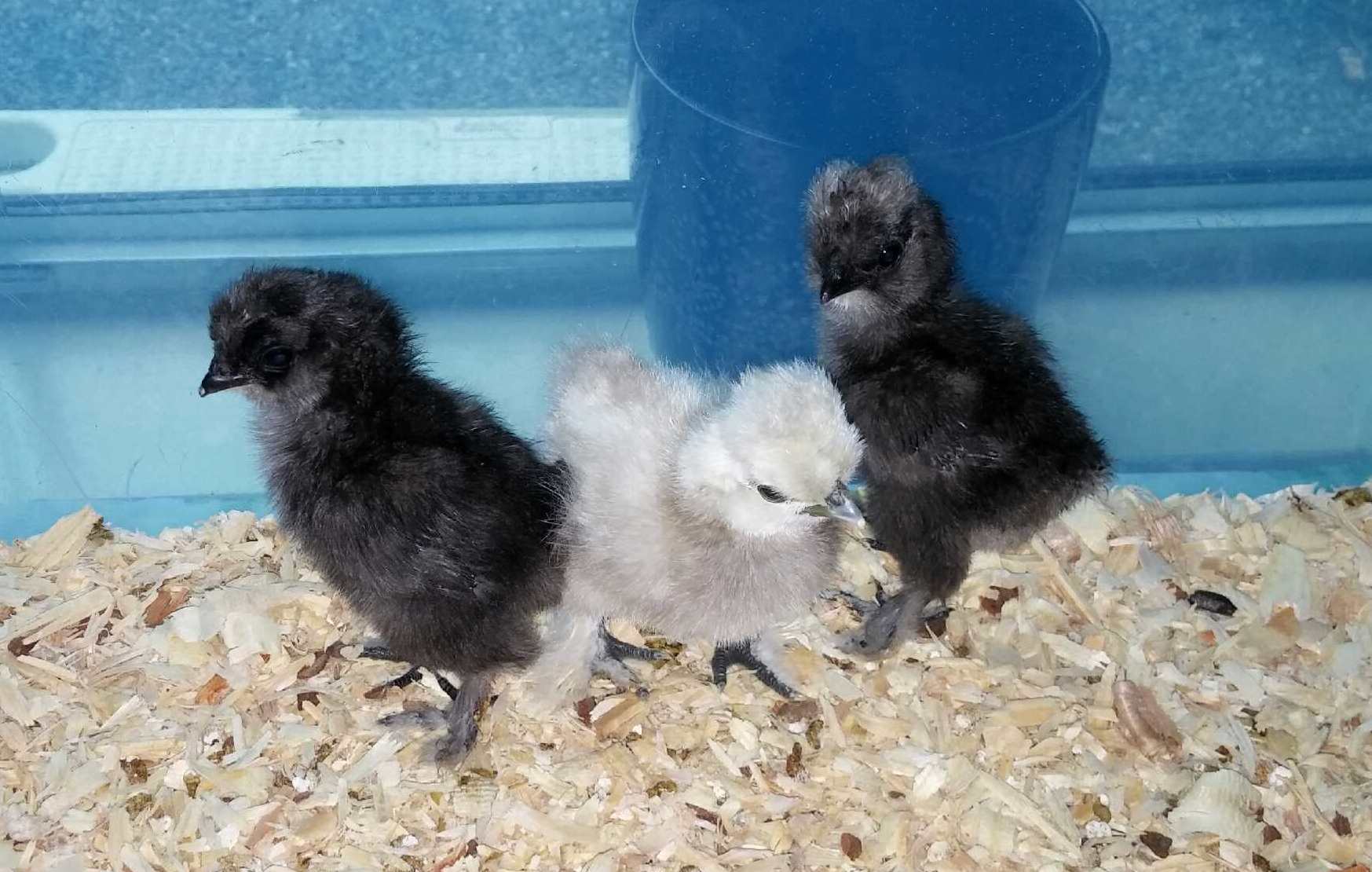 Another picture of "Coconut", "Buffett", and "Margarita"...at 5 days old...