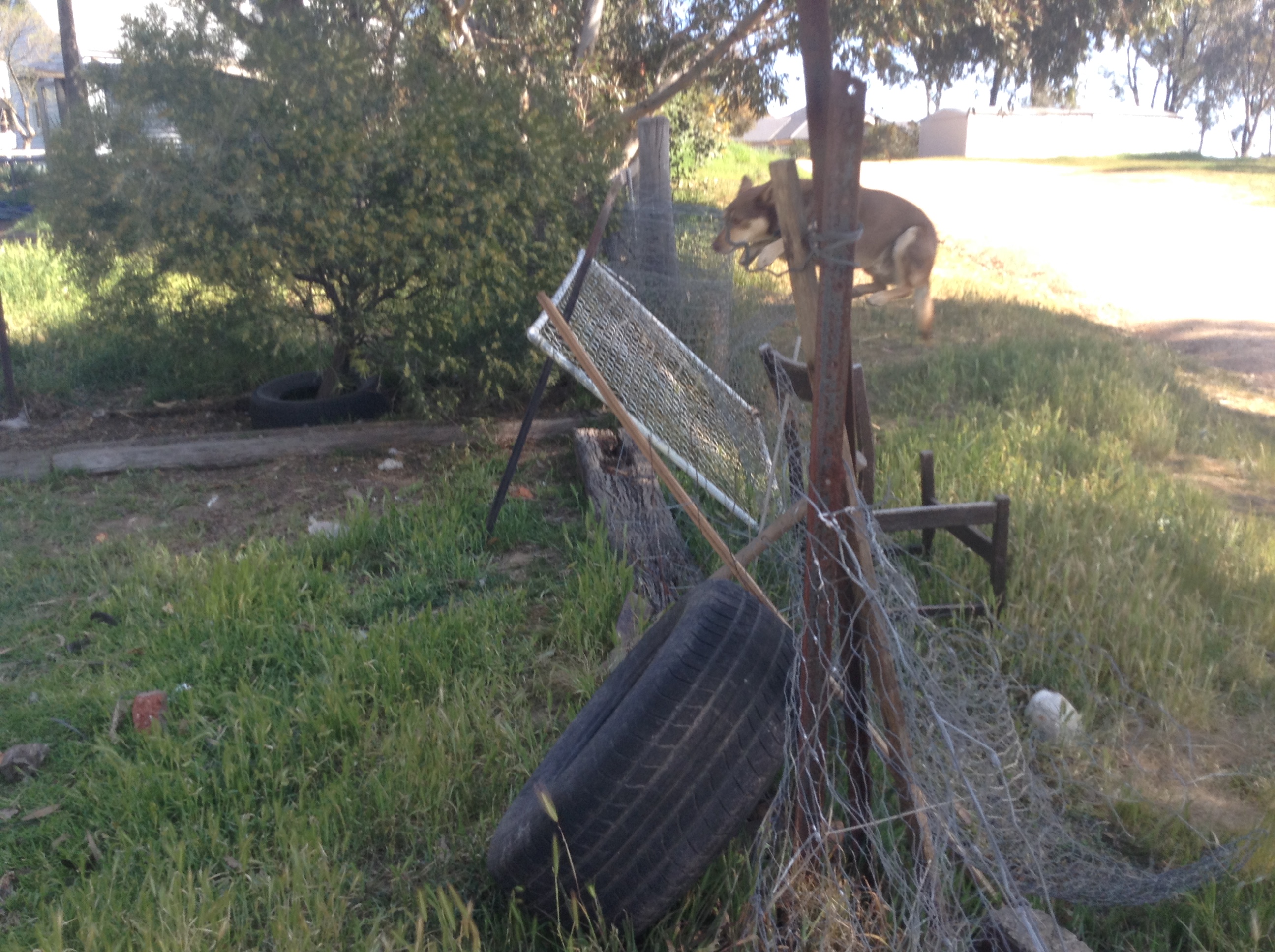 Another picture of my dog jumping a fence!
