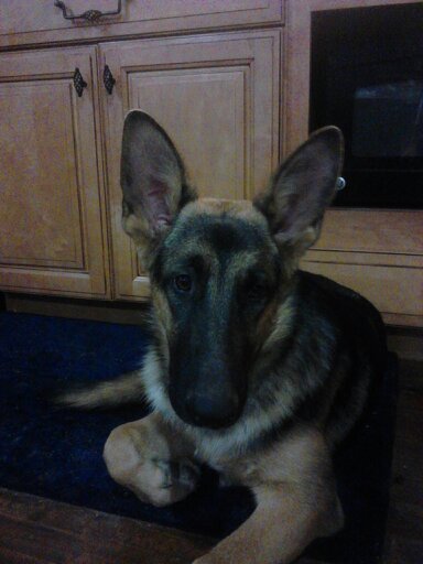 Another picture of Thora "Ears", this time lying on our kitchen floor.