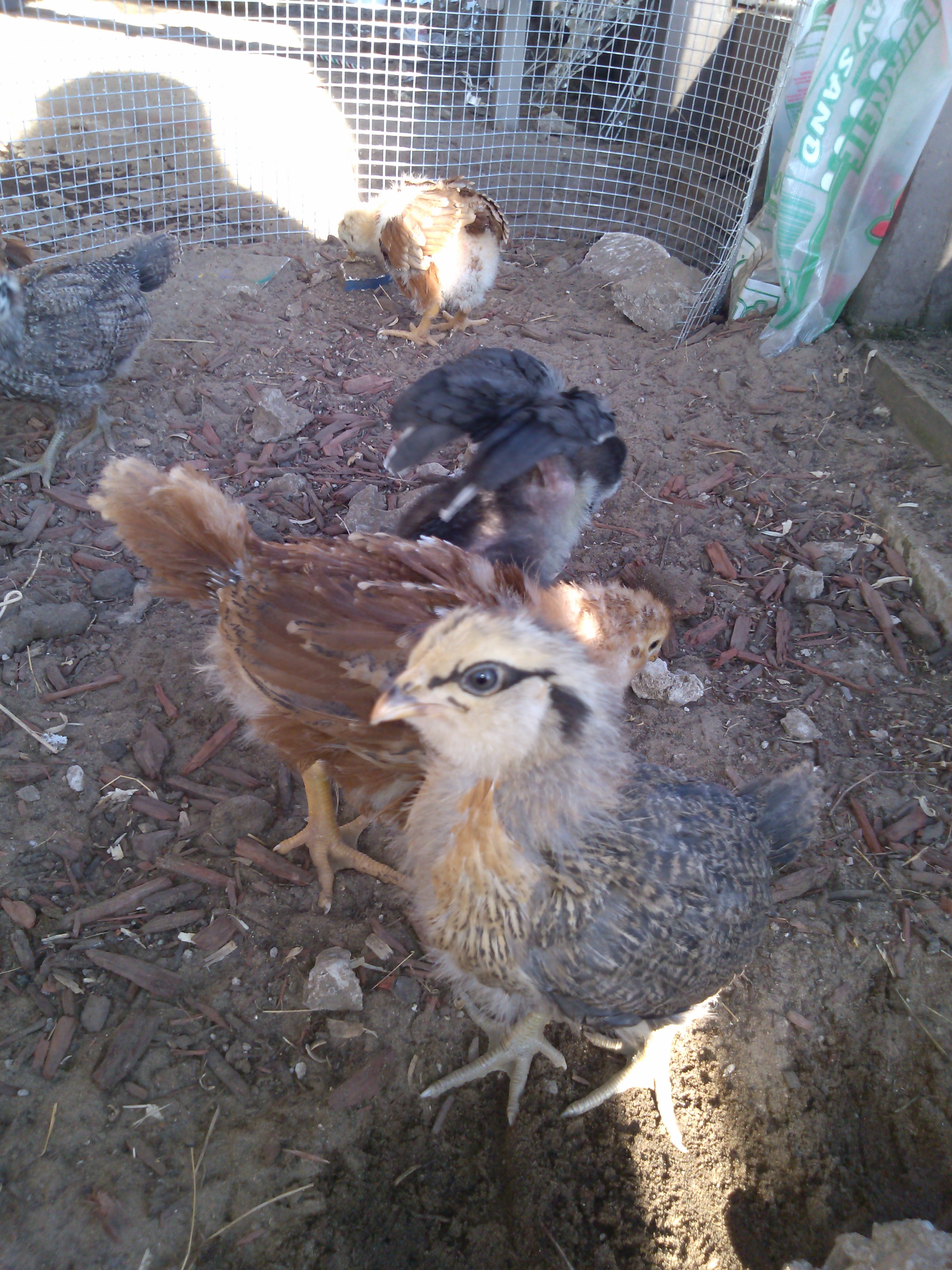 Another pretty EE gal. I can't wait to see the different colors the Easter egger chicks grow up to be. Everyday it's something new.