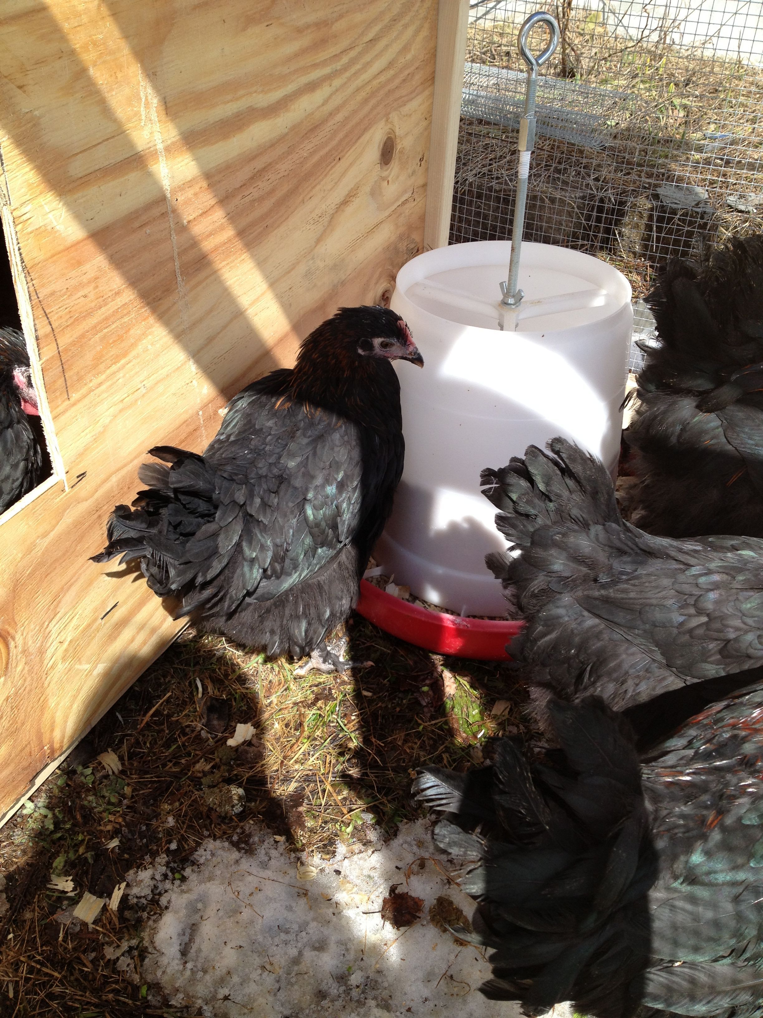 Another pretty pullet