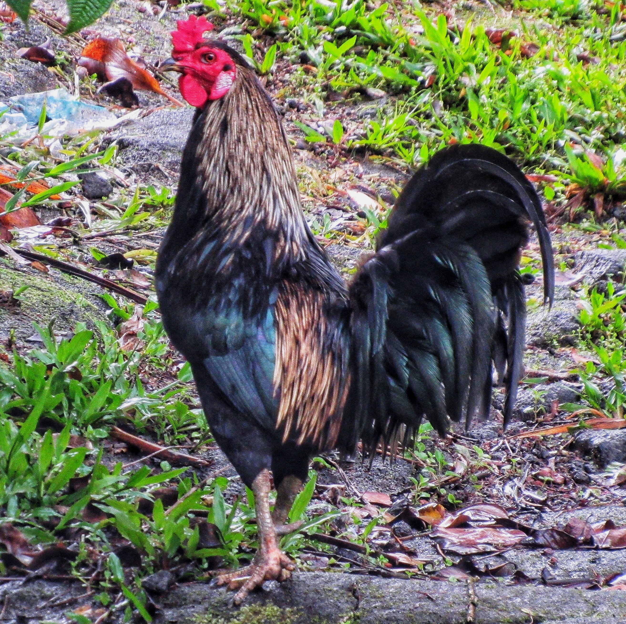 Another Random Neighbor’s Rooster
