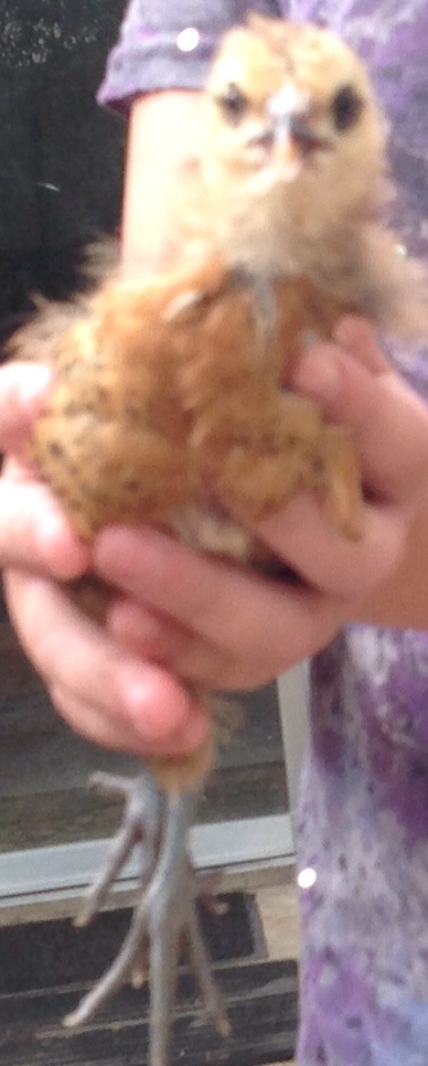 Another shot of muffie