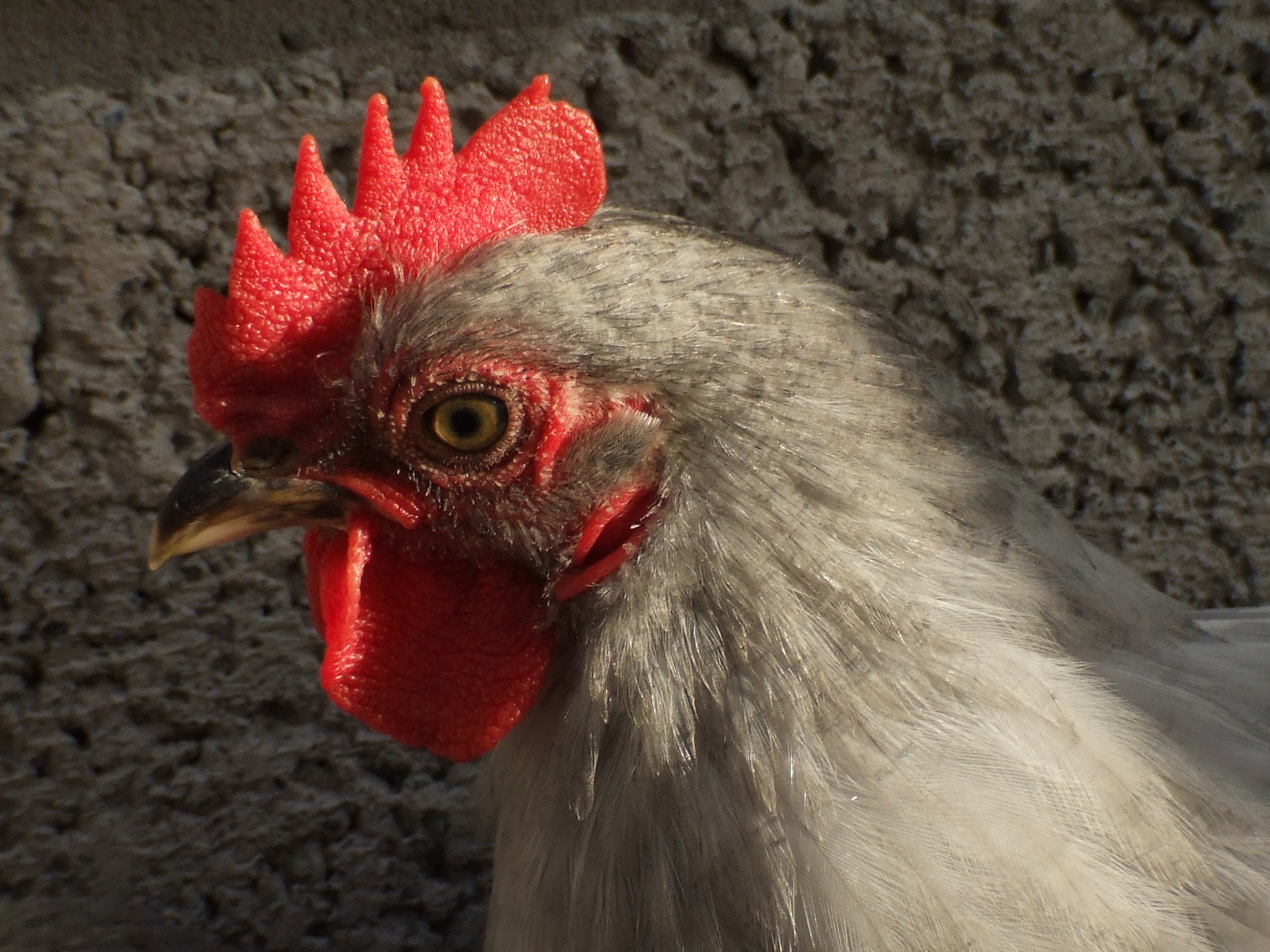 another shot of our lavender cockerel, Al Capone