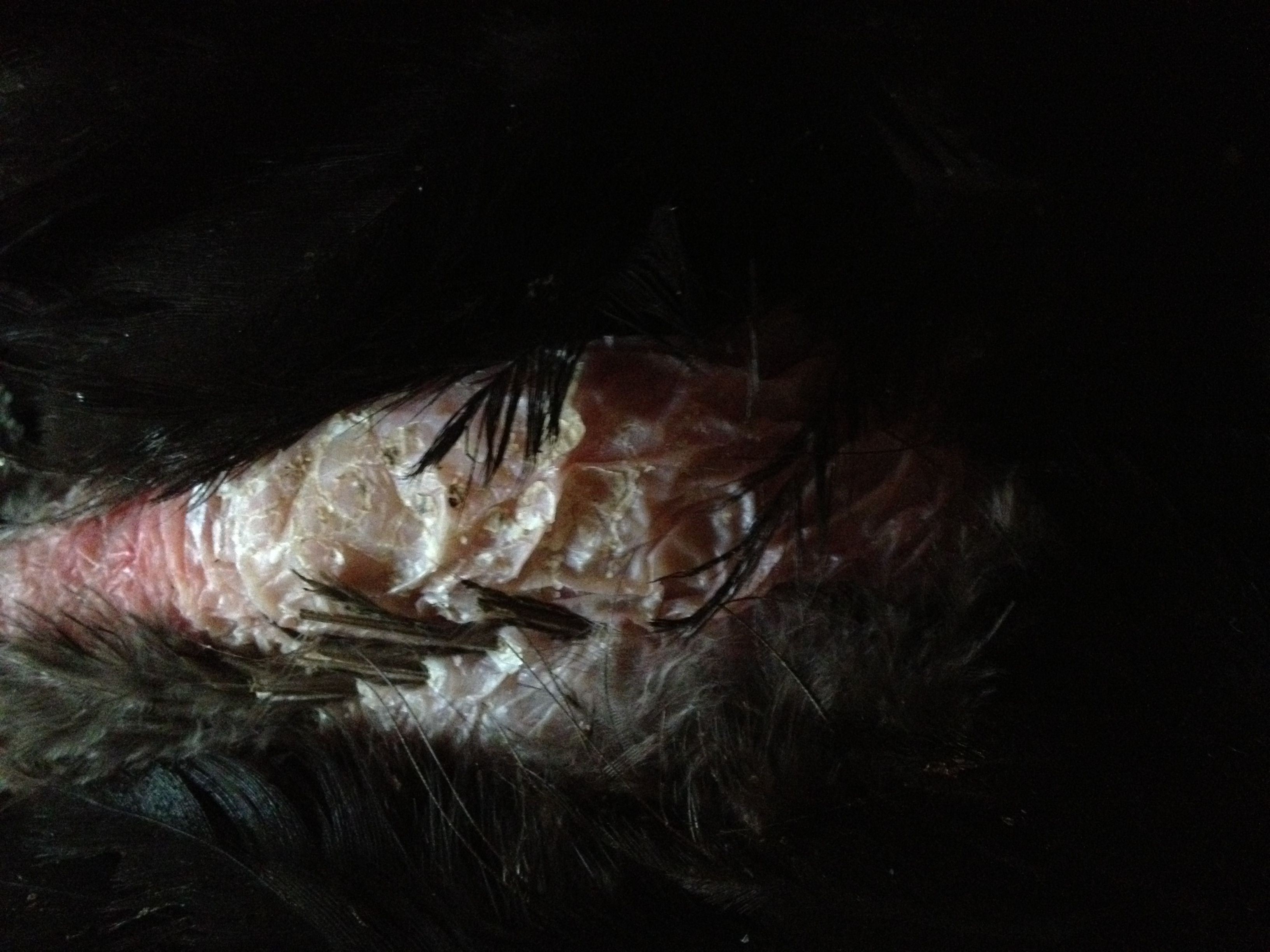 Another shot of Penny's skin