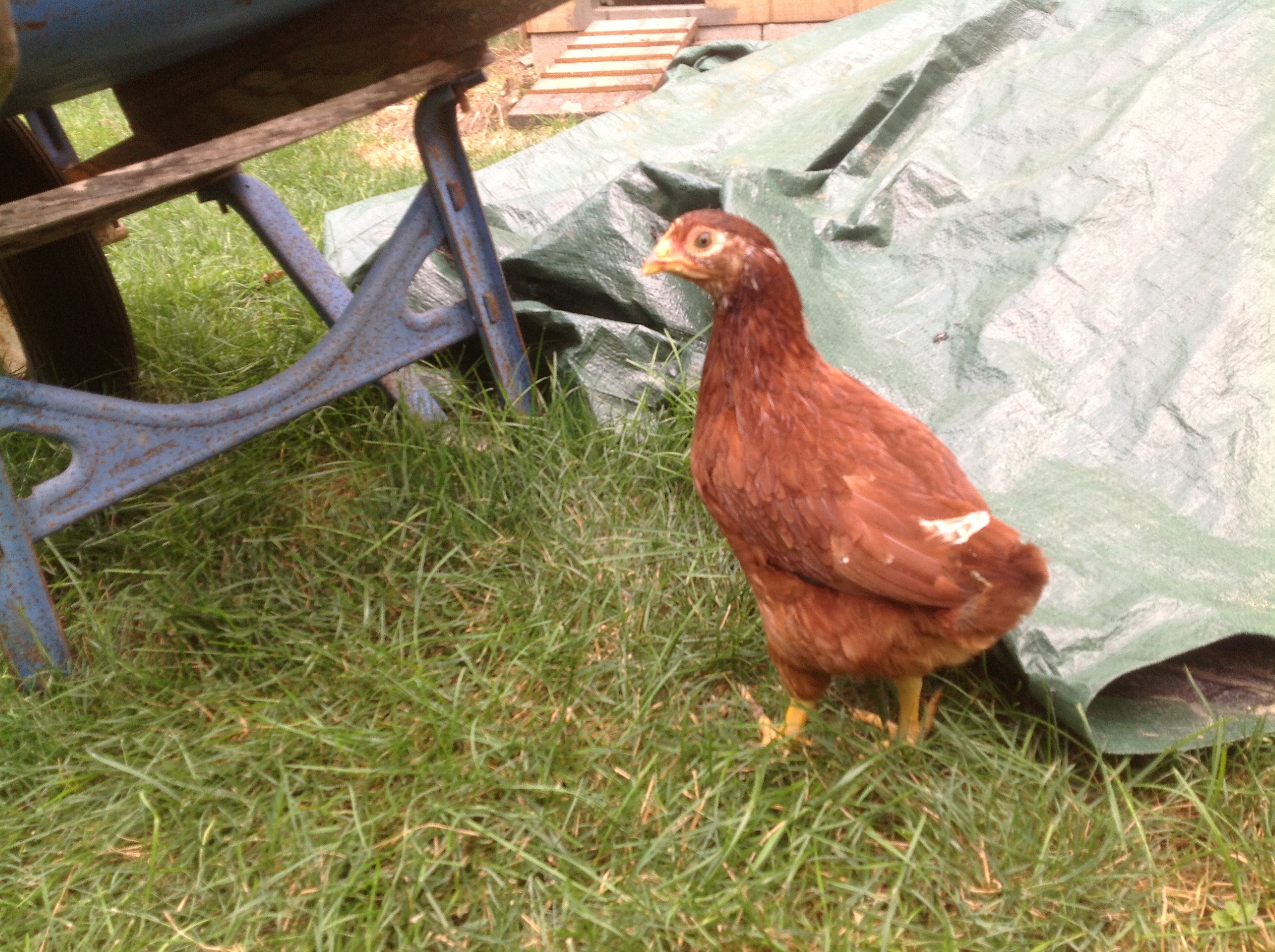 Another shot of the little one...gender?  It!s a hen...appears to have some bantam in the mix.  Name Sugar Plum.