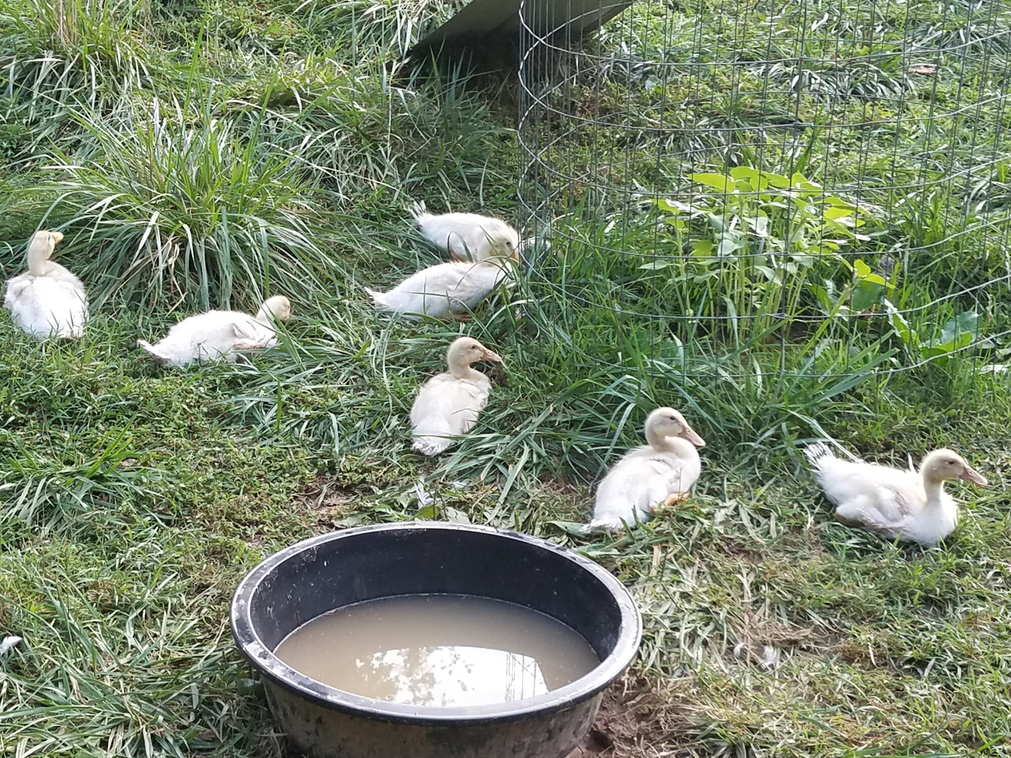 Another shot of the seven rascals