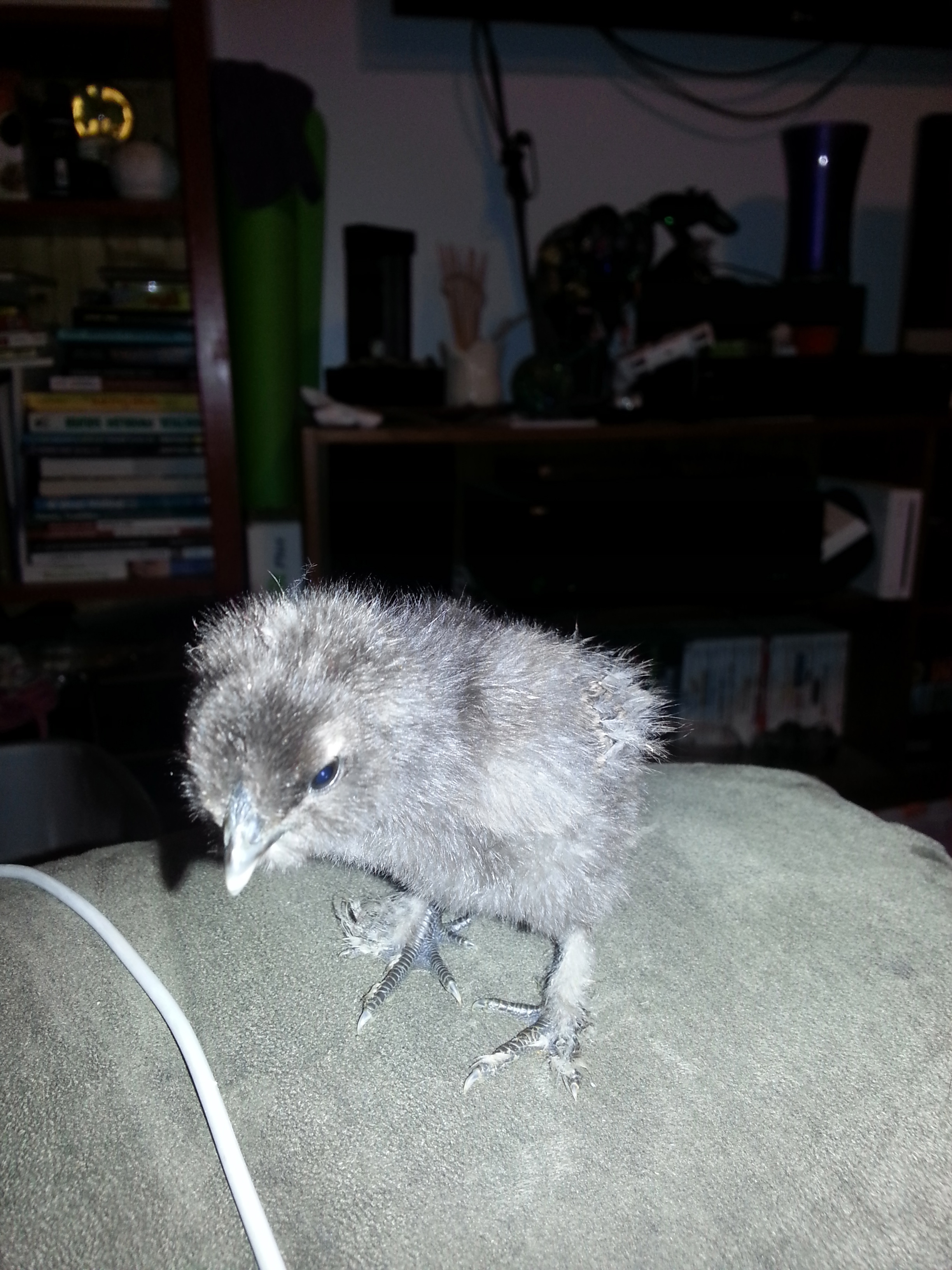 Another silkie mix, same age.