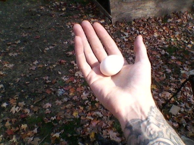 Another suspected Mille egg