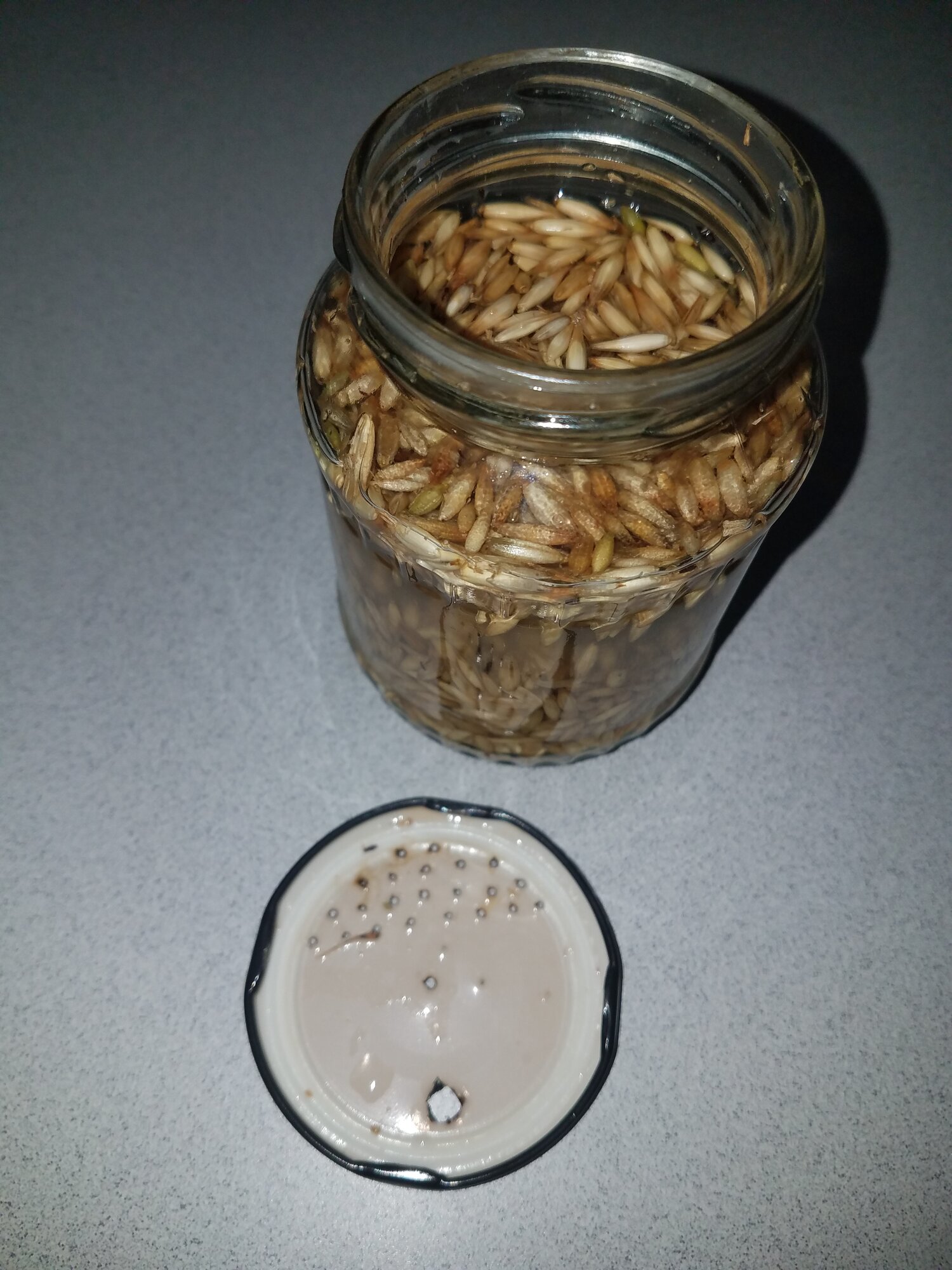 Another trial with Oats in a sprouting glass
