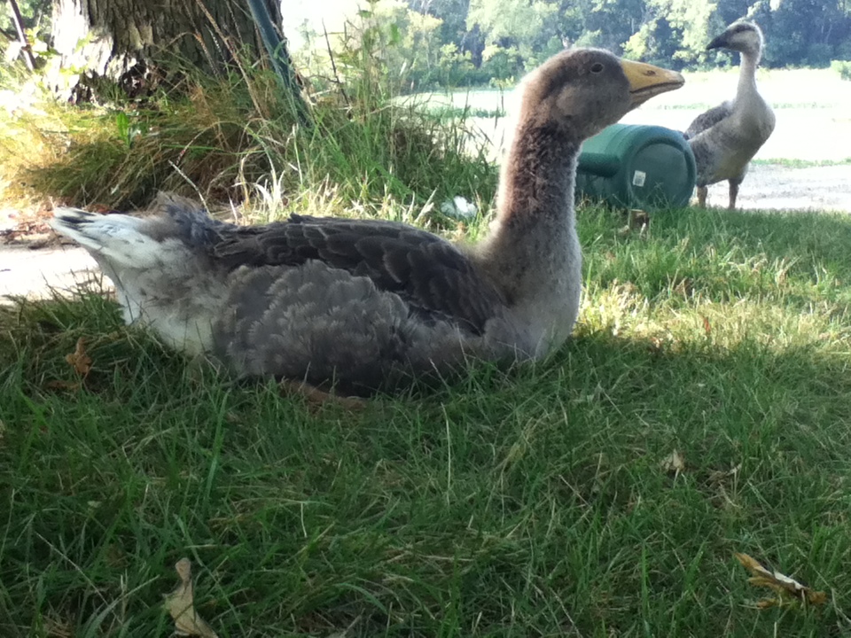 Another view of Buddy the Toulouse Goose