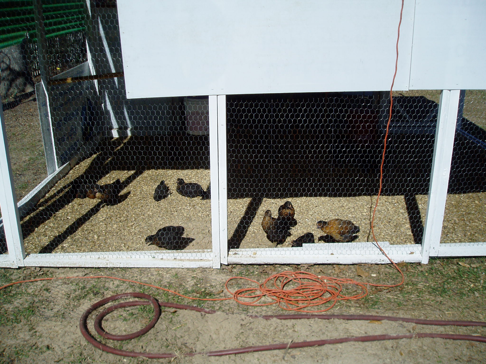 Another view of the Black Sex Links.  There are 2 RIReds in there some where.