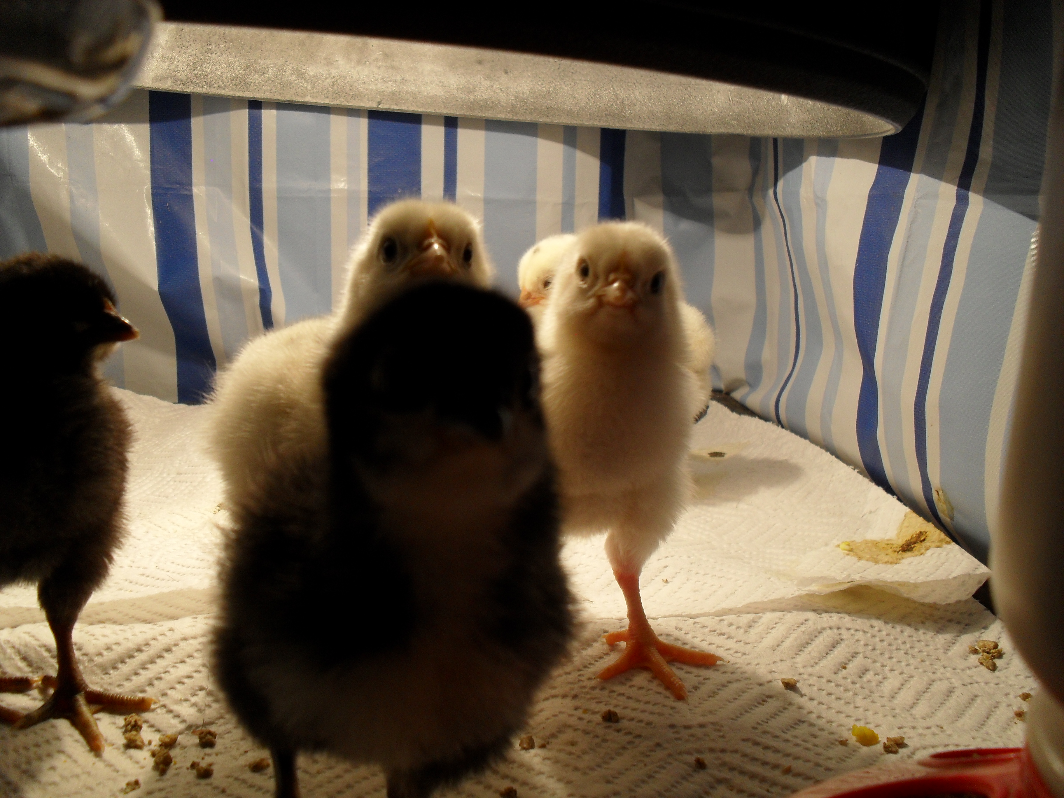 another view of the new group, hatched 12-21 thru 12-23-12