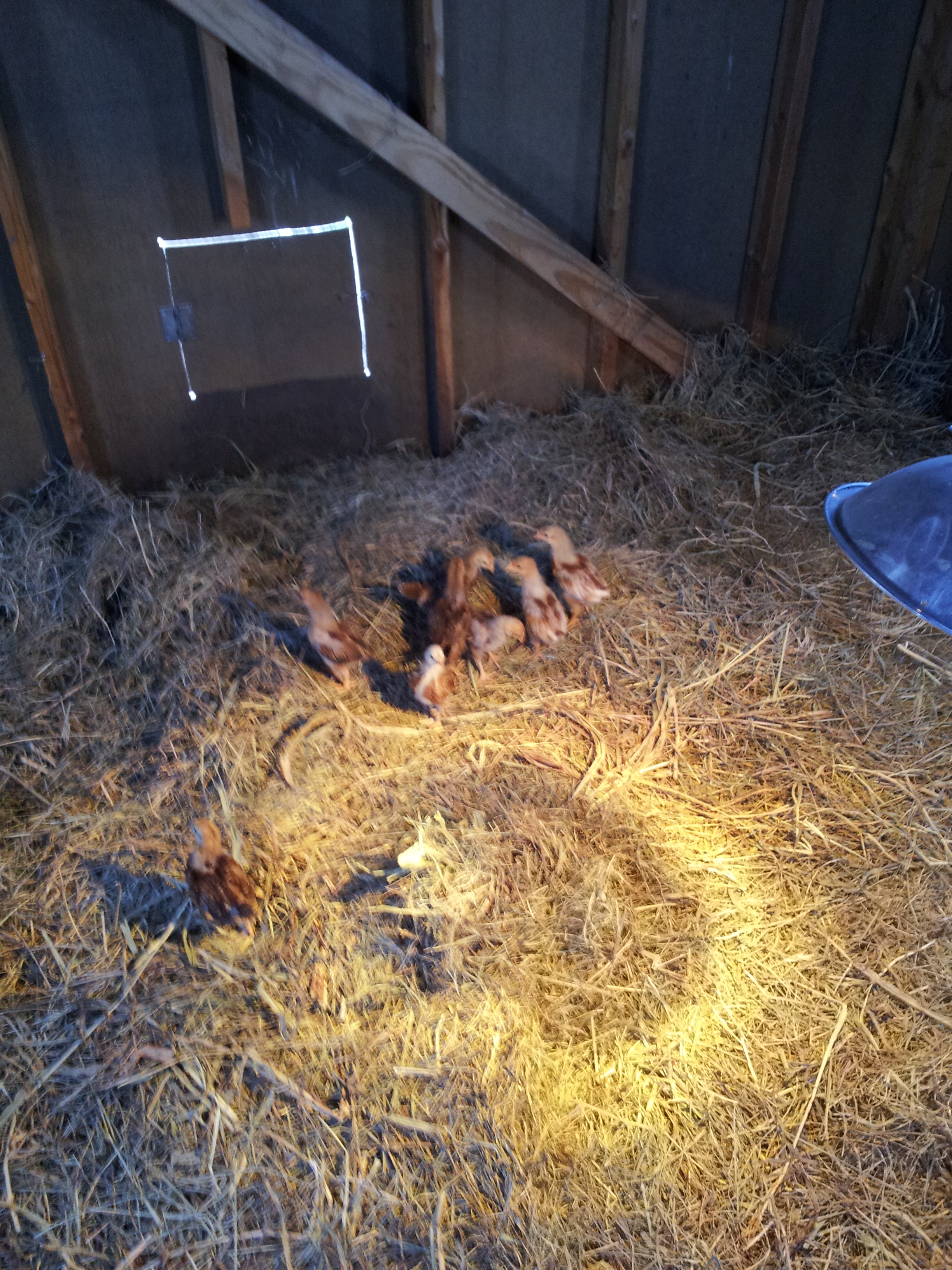 Another view of the new inhabitants.  They're supposed to be all females.  Fingers are crossed.