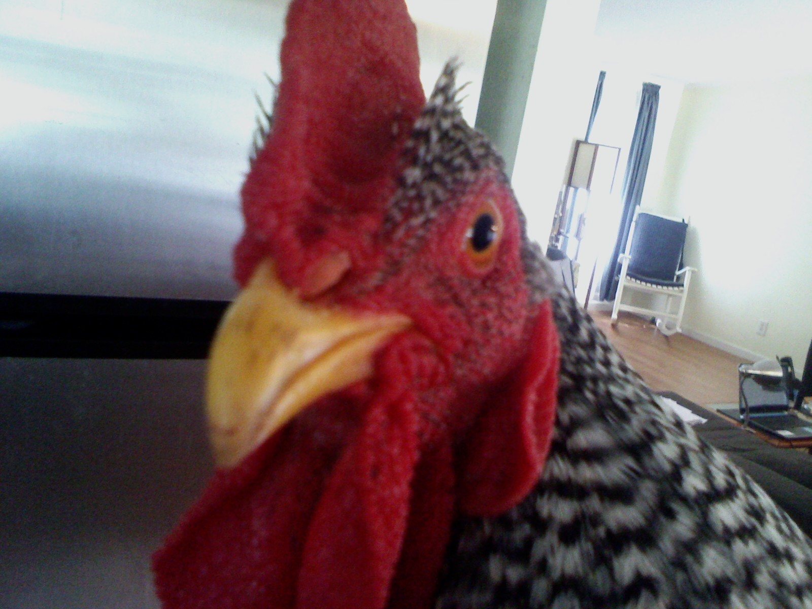 Anthony Rooster 4 thonths