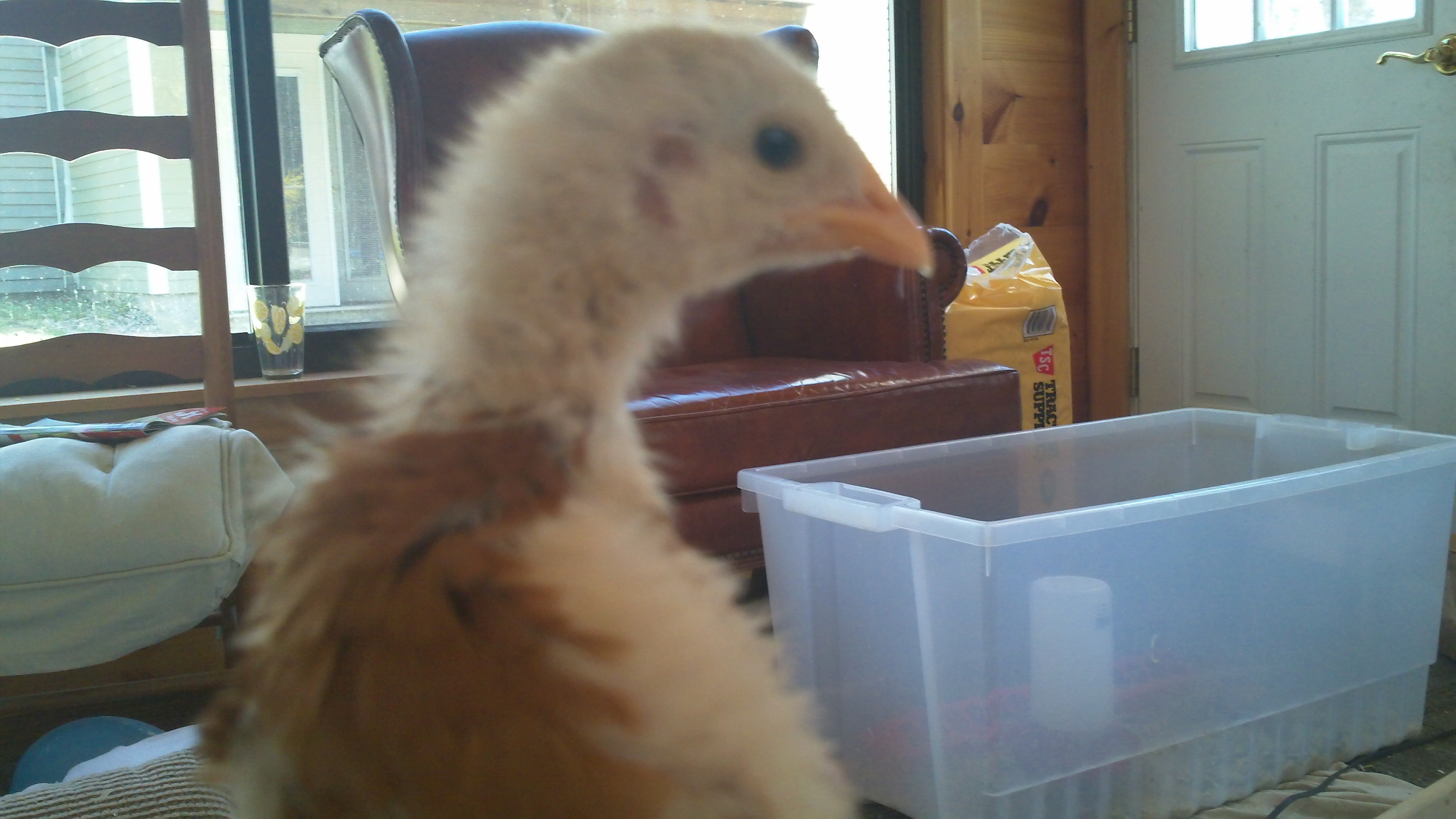 Antoine the Chicken 2 weeks old